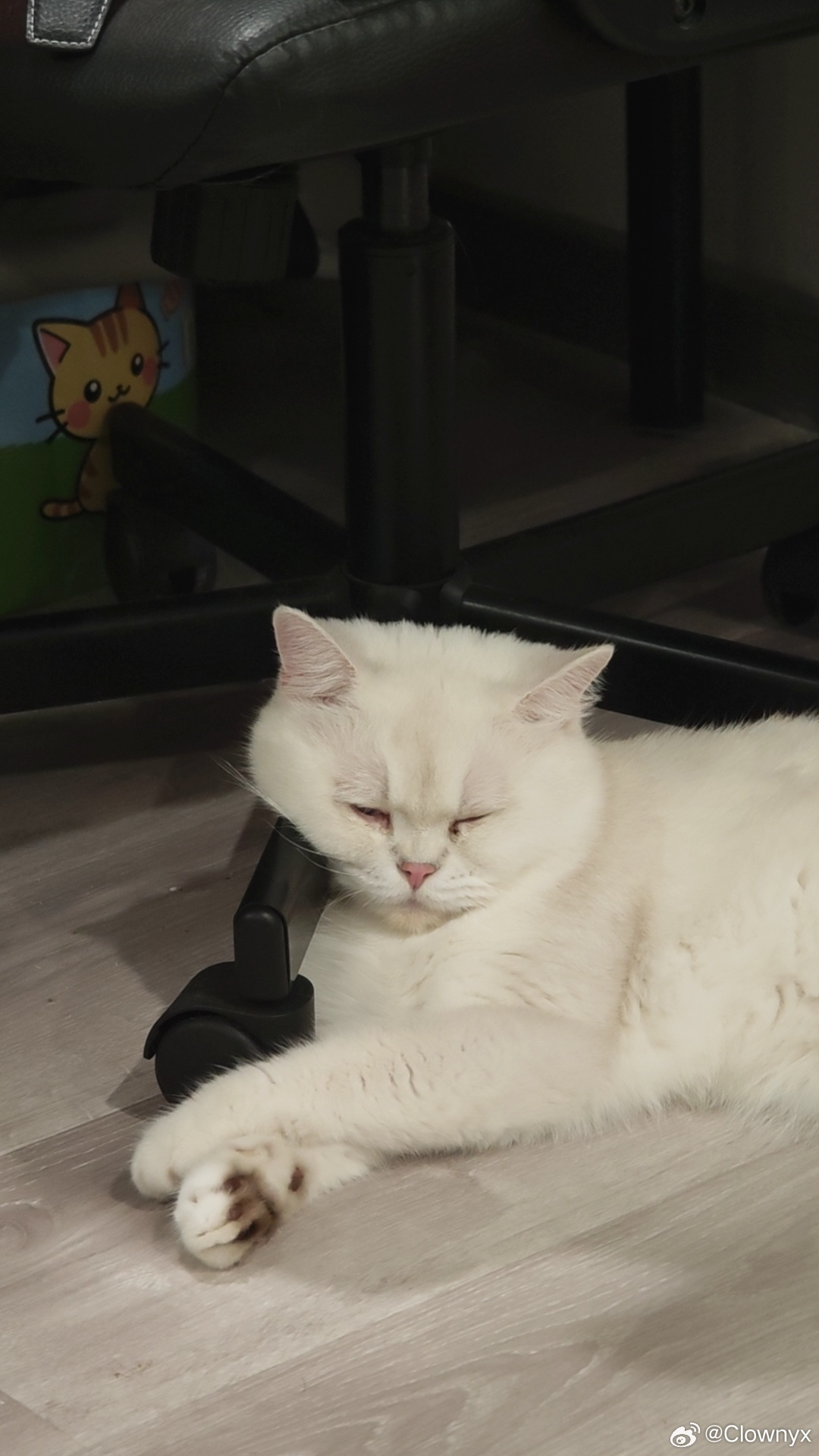 小猫脸上写满拒绝李小白是我在家和去姐姐家完全两种样子在我家要死不活的，去姐姐家活