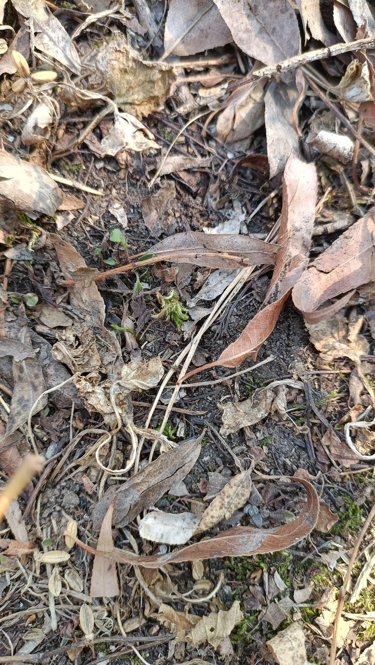 春天一定要和孩子玩『找春天』的游戏。
这是帮助孩子了解春天的契机呢！

“春天在