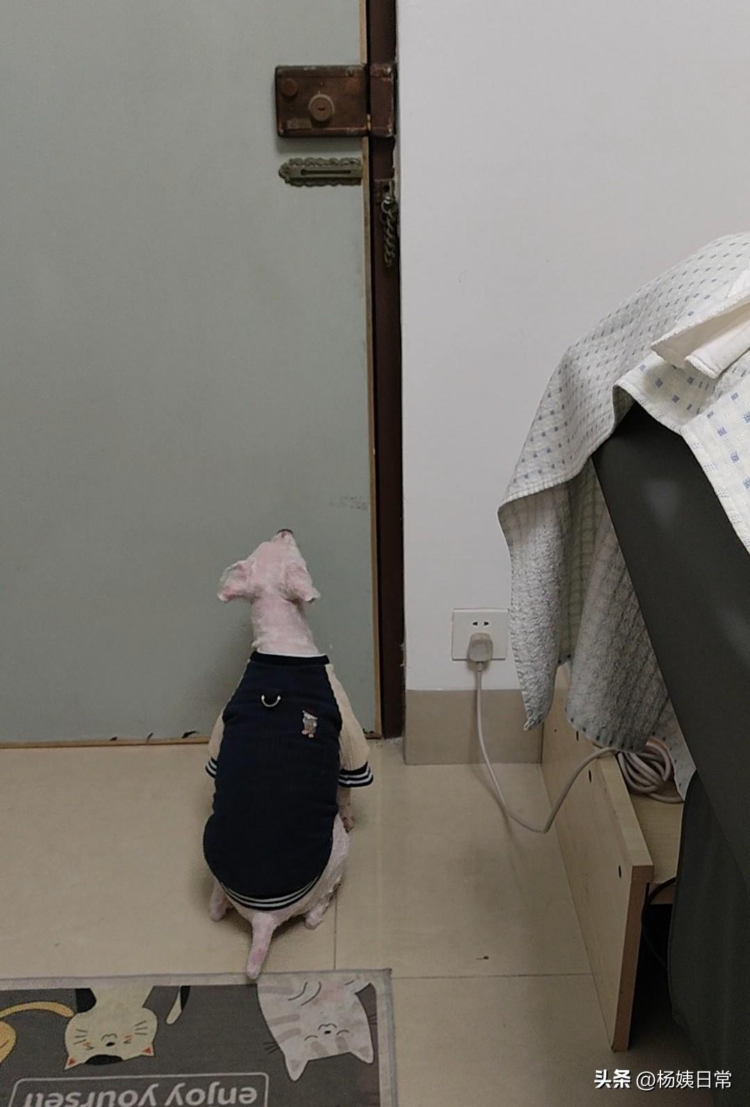 这个是我家养的小狗，这个小狗守门好厉害，不熟悉的人。他是绝对进不了你屋里，他要是