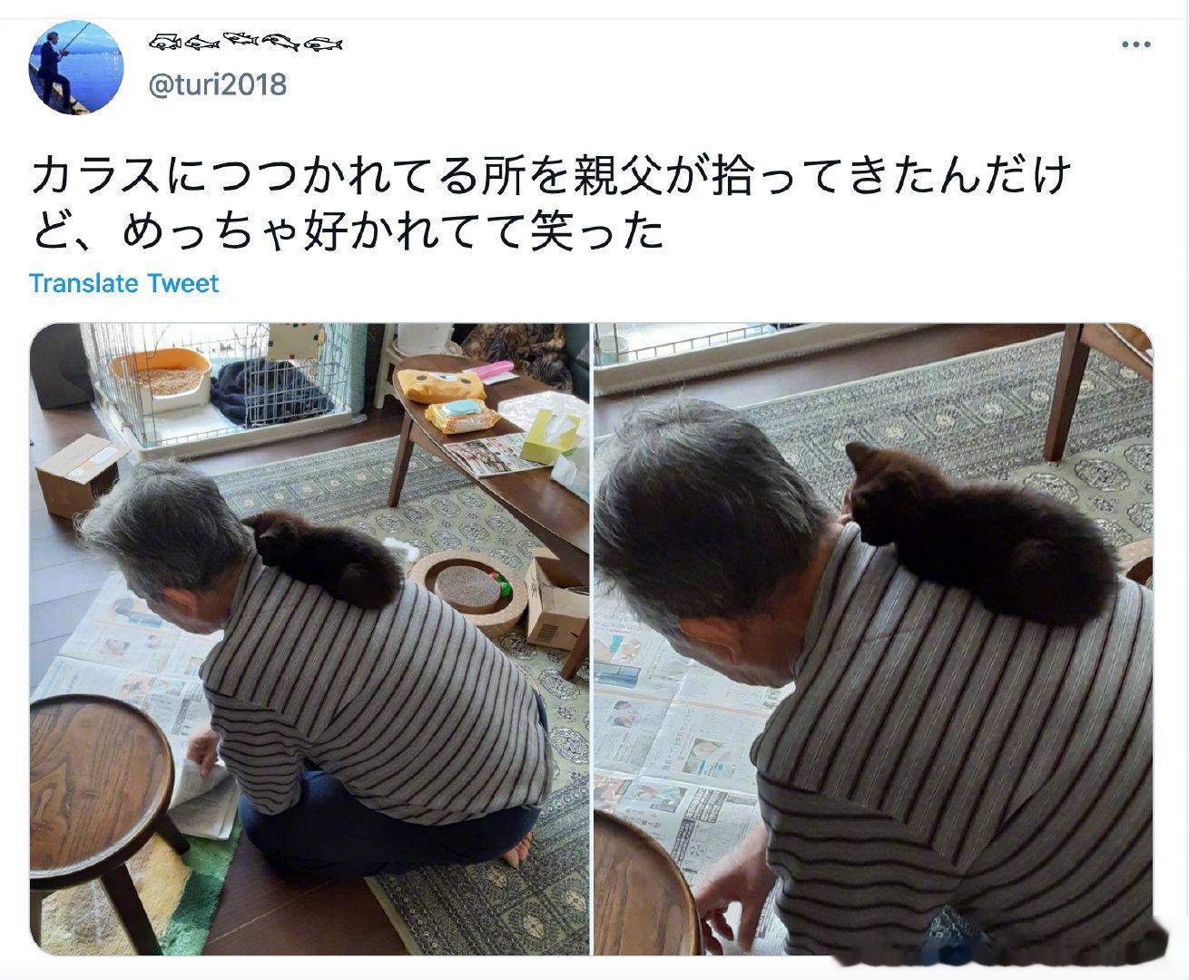 “被乌鸦欺负的时候，老爸救了它。现在这只小猫猫很黏老爸。”[心]