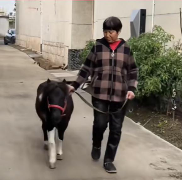 姥姥瞒着家人花6万买小矮马，隔代亲的温柔藏不住
 
山东，一位姥姥因为不会网购，