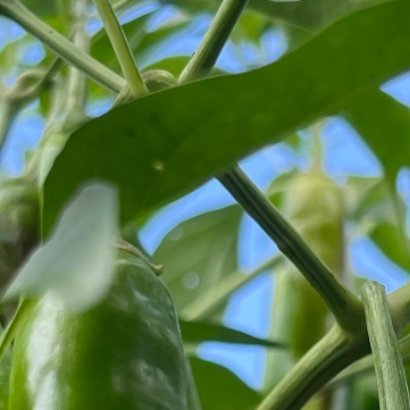 0000尖椒的种植方法尖椒适宜疏松透气、排水良好的沙质土壤，春季气温稳定后播种育