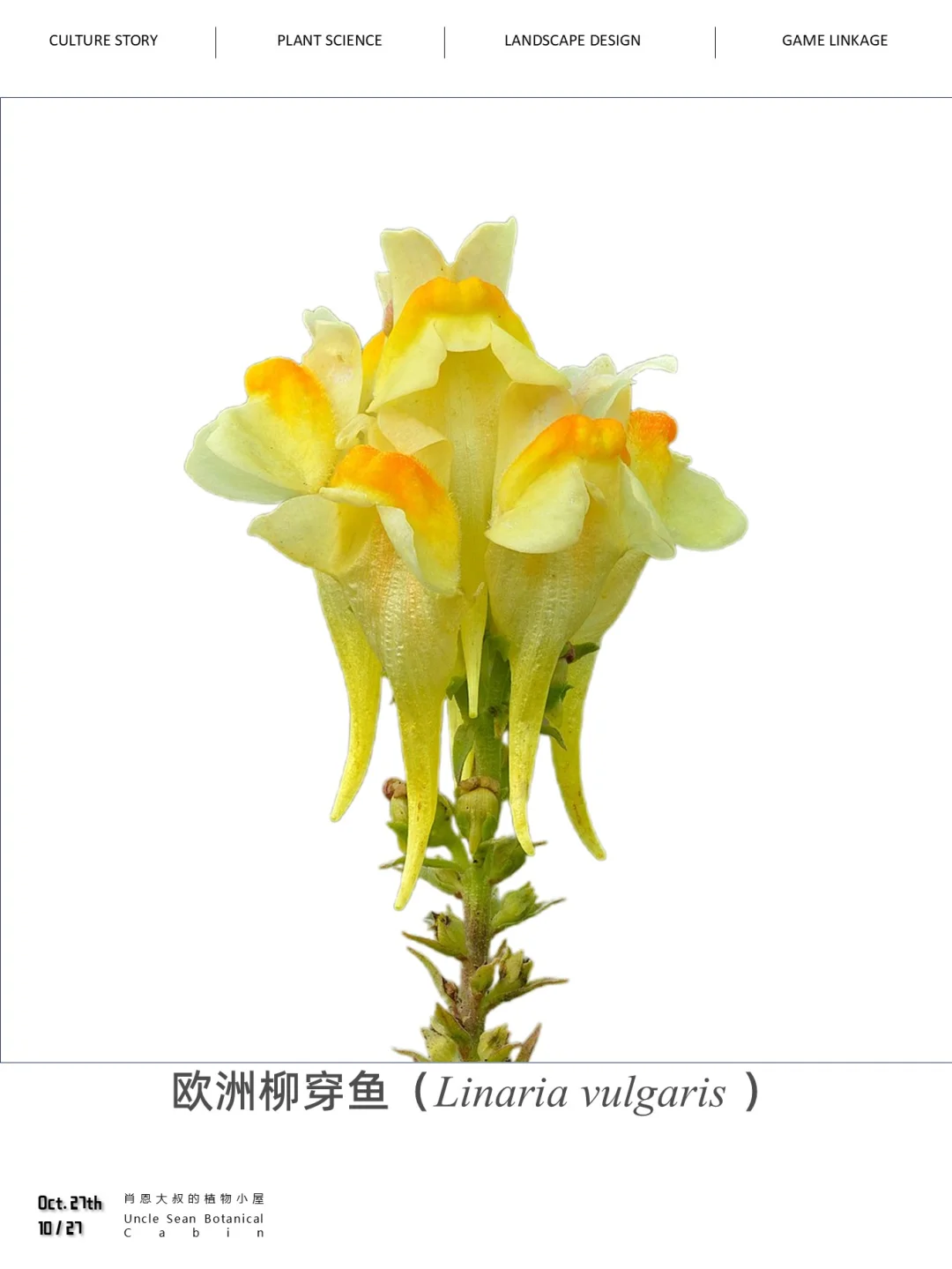 叫柳穿鱼，可真不是把鱼穿在柳条上啊🌼