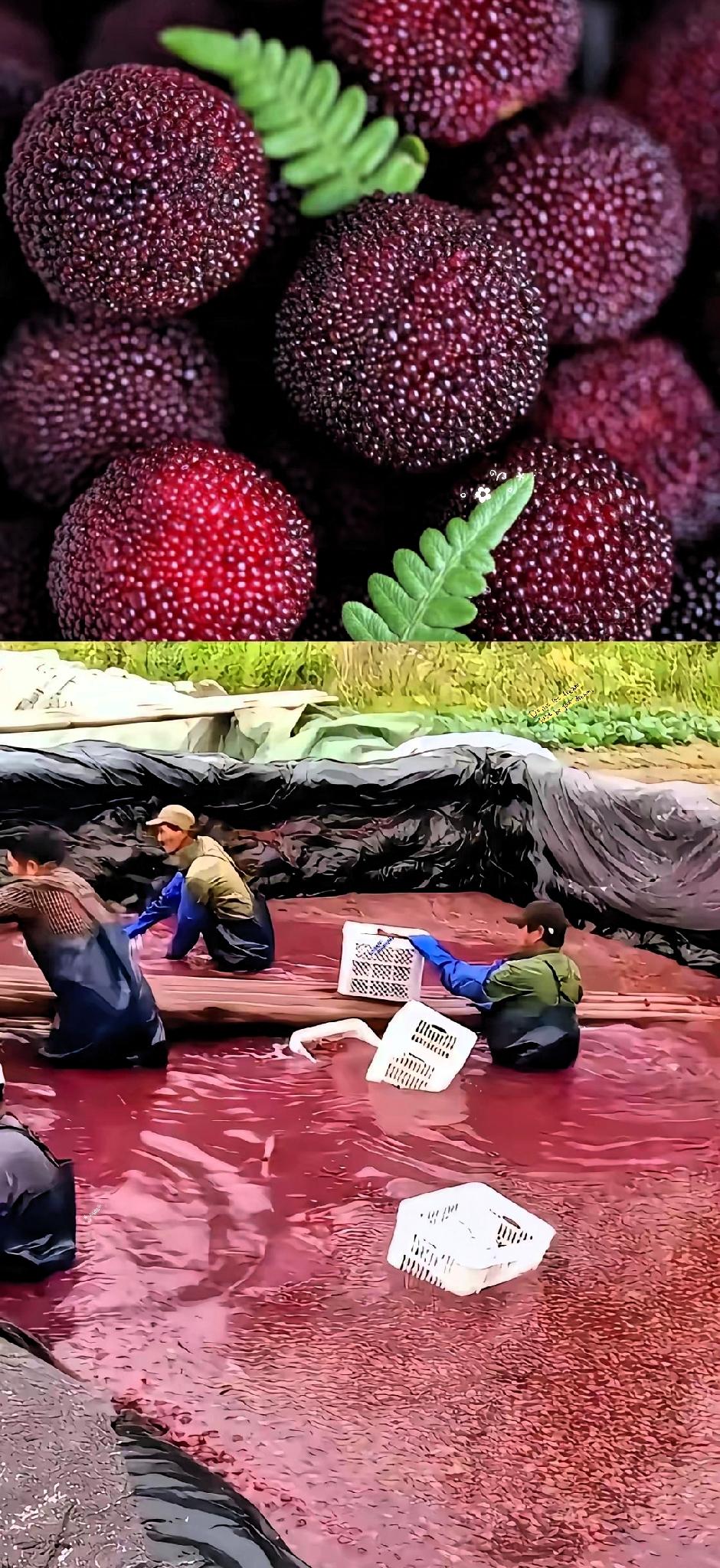 福建杨梅的绝佳出路终于找到了！
解决滞销最好的办法是：
​​福建漳州508万人口