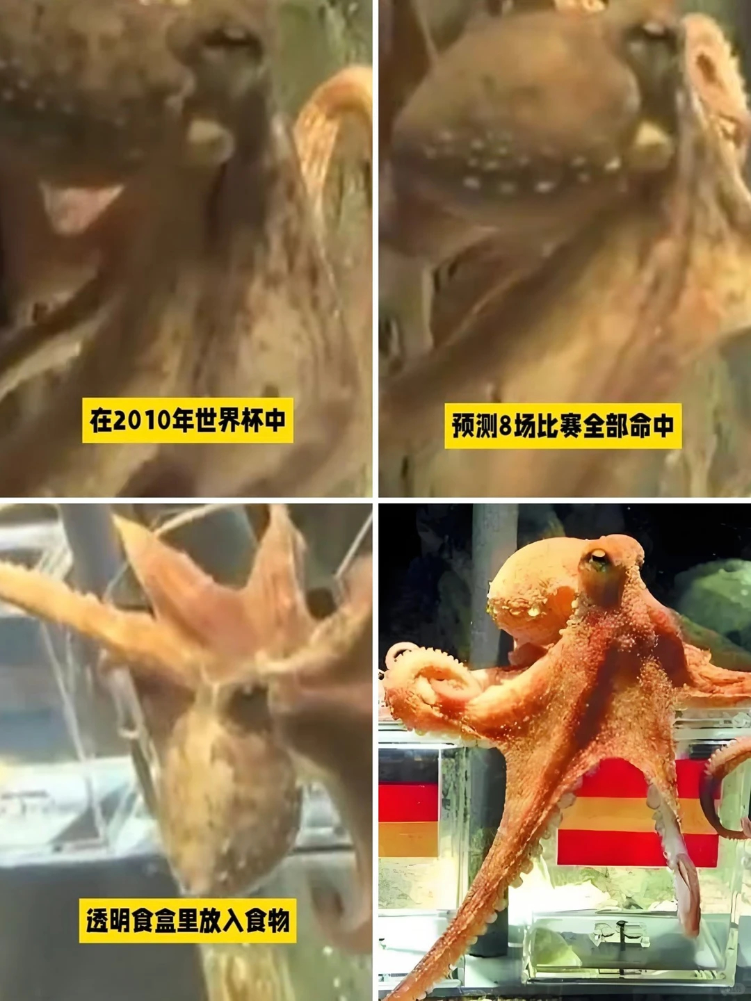 世界杯预测史上最不吃压力之物 还记得世界杯预测之神章鱼保罗吗关于它准确预测世界杯