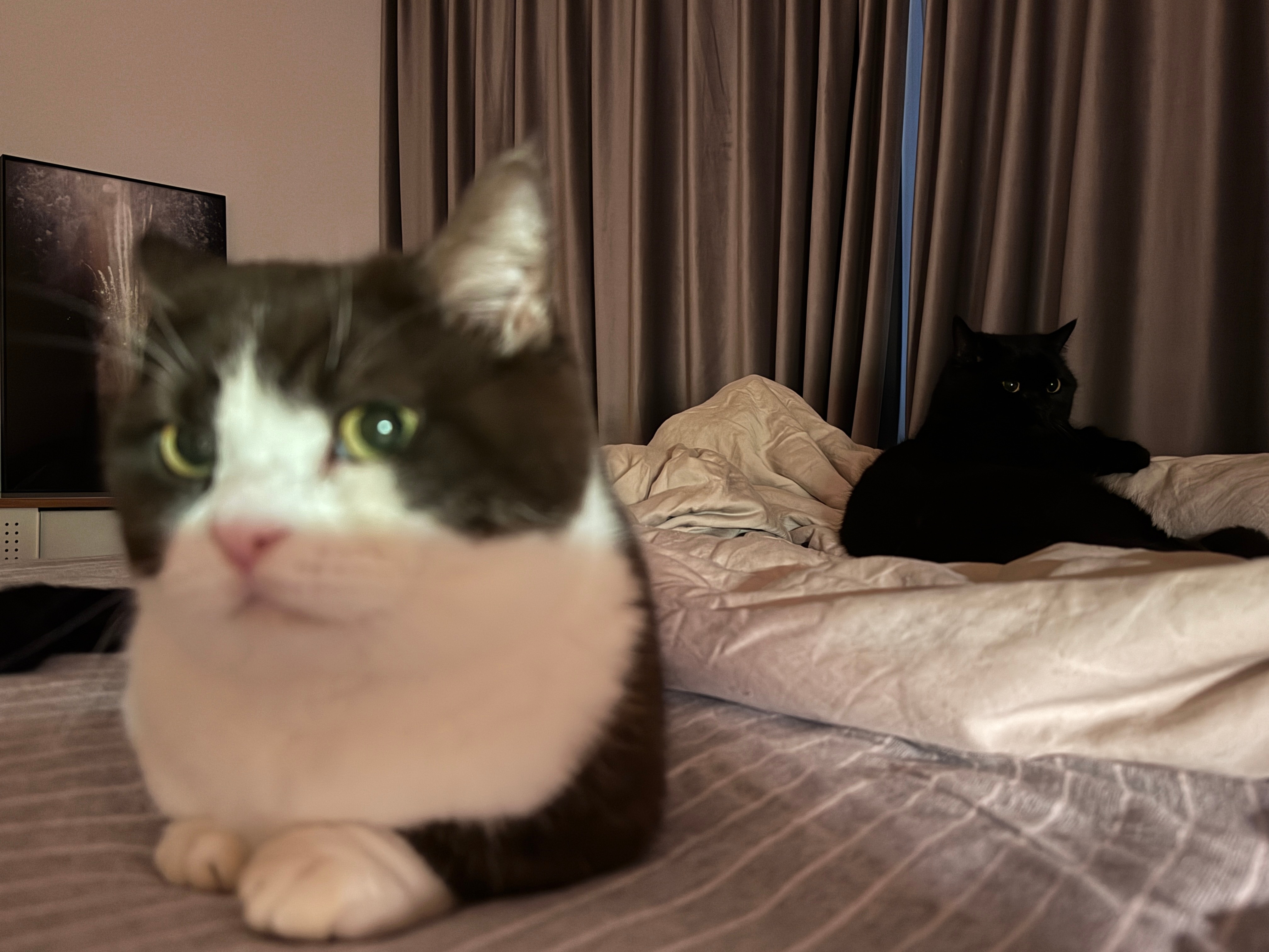 在另一个世界里，我是小熊猫，小熊猫是熊小默，而奶昔还是奶昔因为他不参与这些bul
