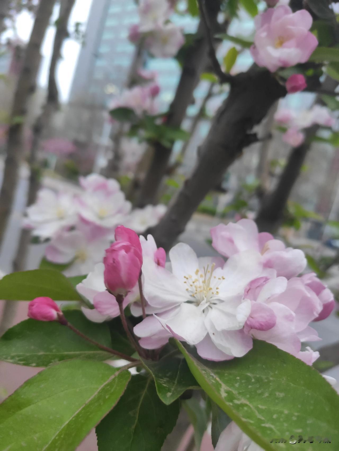 最美人间四月天，北京街道两旁的海棠花都开啦🌸🌸🌸