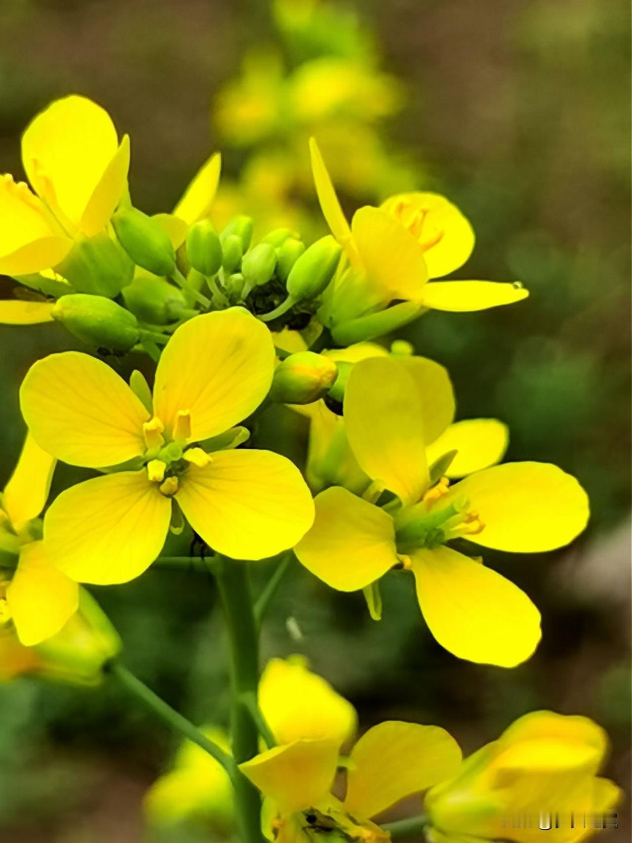 【小对联】
上：意大利；
下：……？