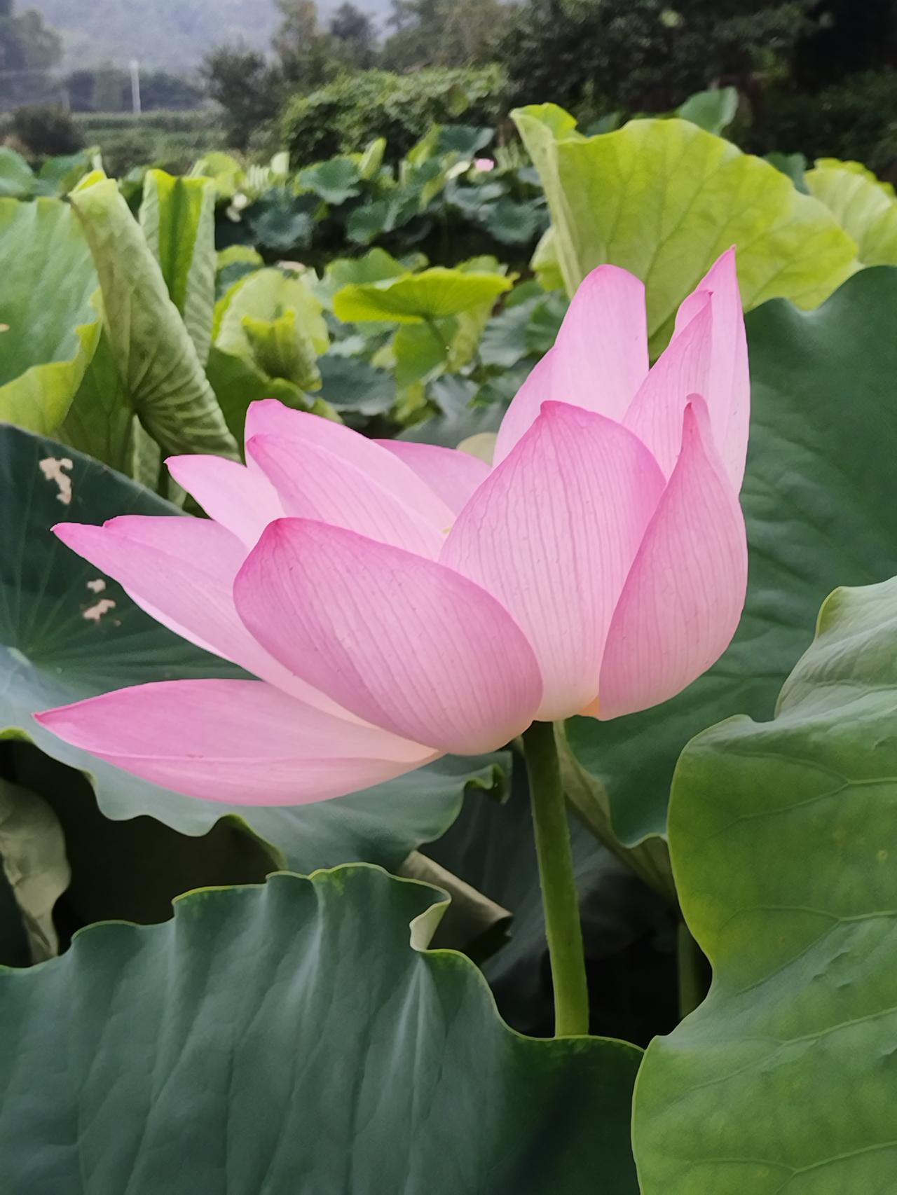 今天早晨照的照片