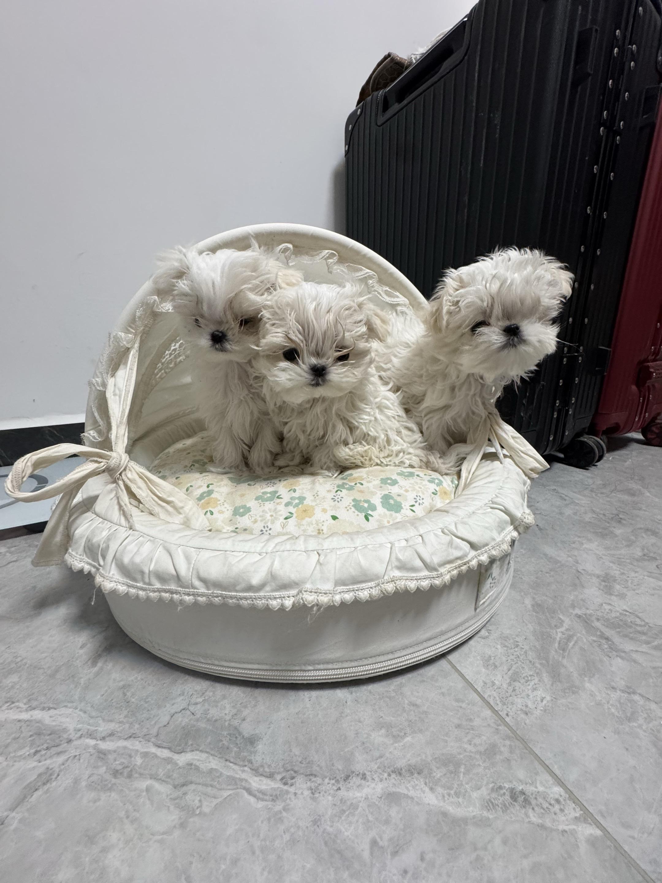 该起什么名字好呢！ 姨姨们！可以帮我起个符合我的名字吗！