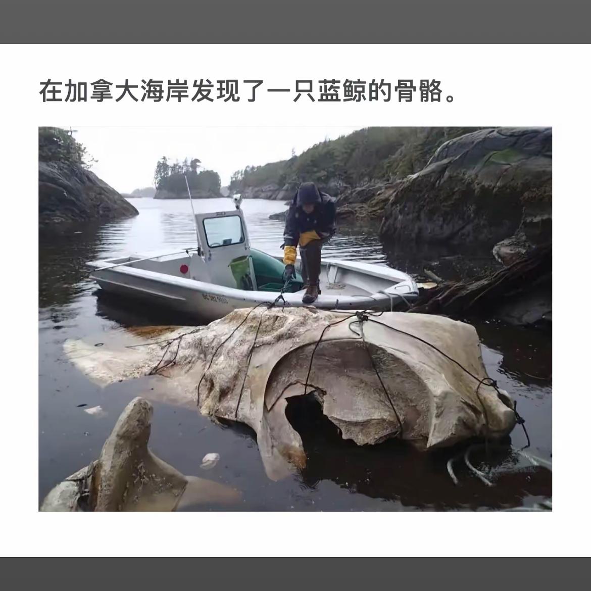 在加拿大海岸发现蓝鲸骨架，探险之旅！