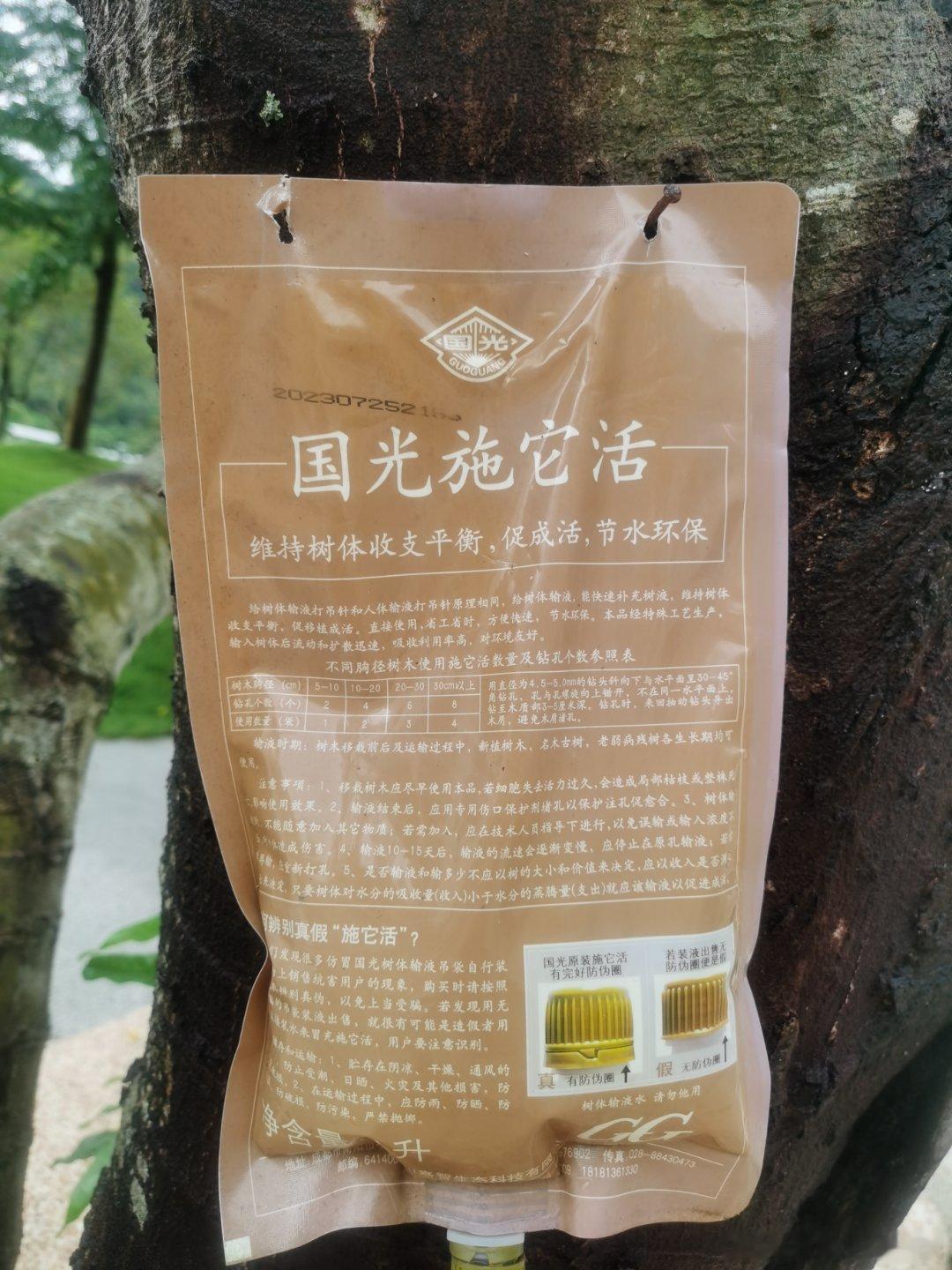 树要活得好，也需要输液啊 