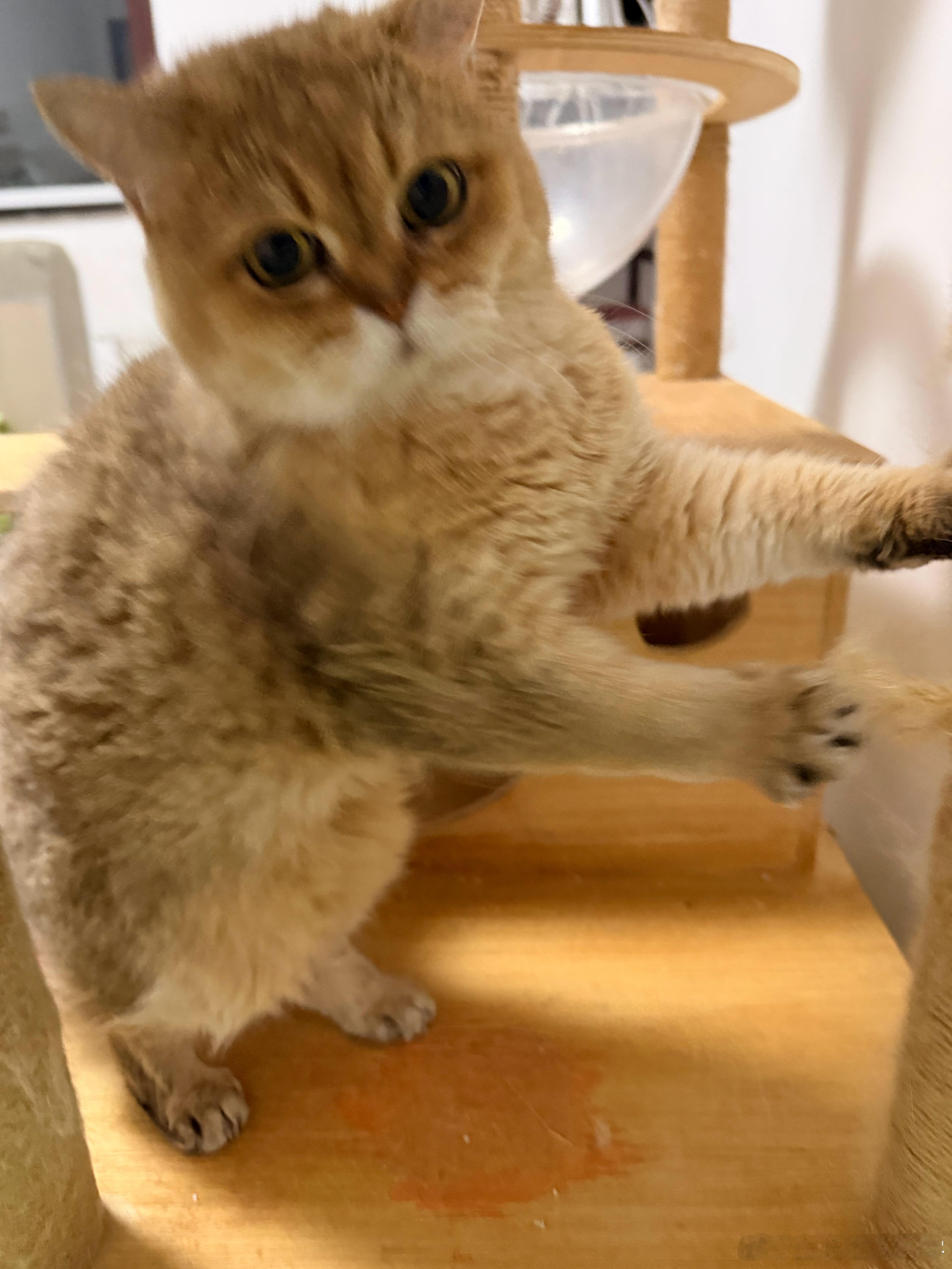 发烧也得铲屎喂猫，看到它们舒服多了[笑cry]萌宠猫咪 ​​​