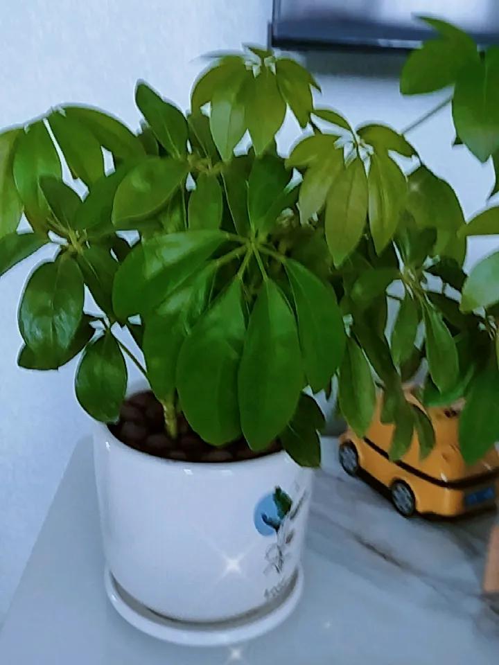 看看我家这棵发财树，长得很茂盛，但是我发现这两天叶子向下，我觉得是缺水了，可我老