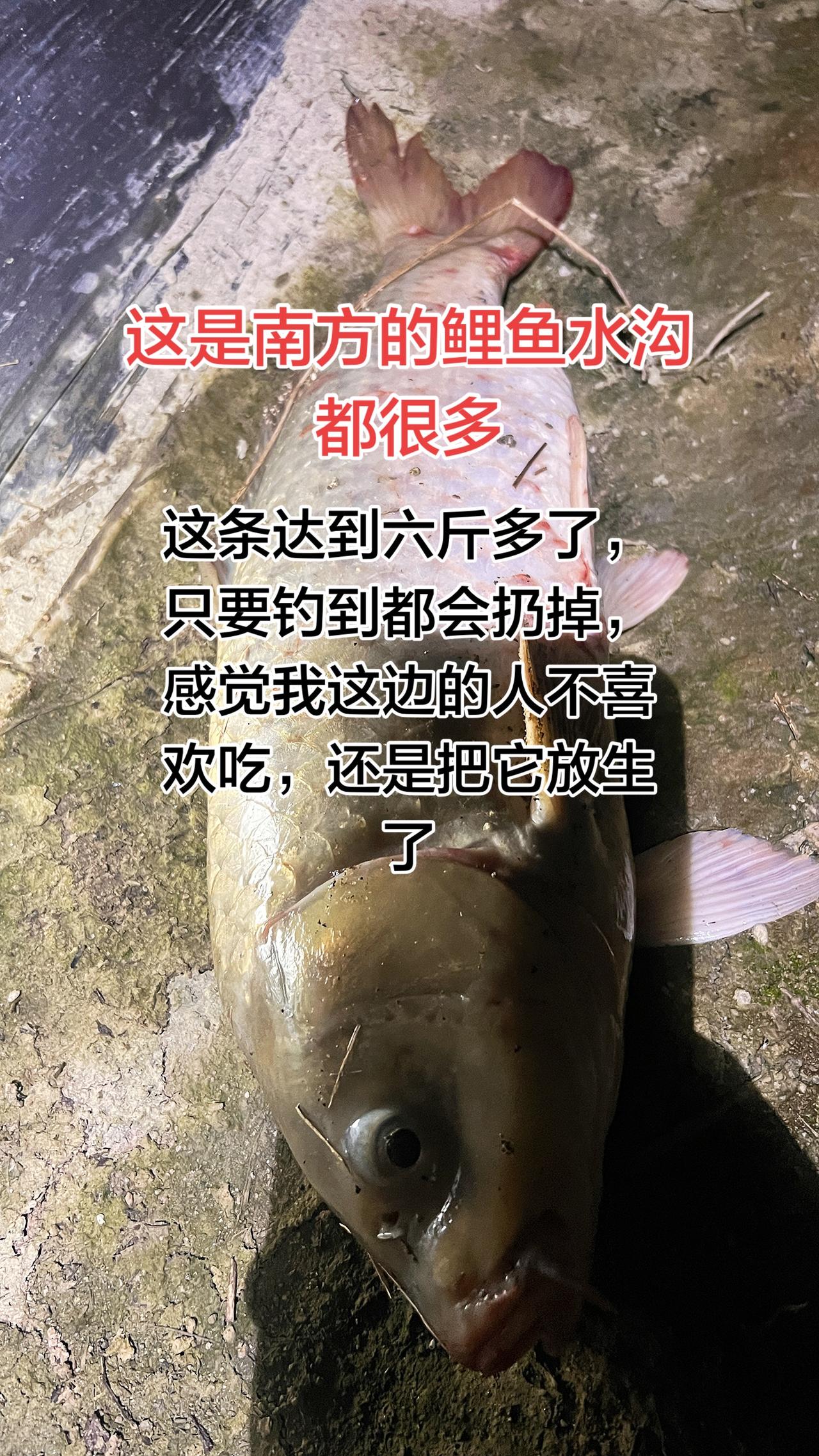 为啥南方不喜欢吃鲤鱼？其实南方的人很多品种，加上这种鱼比较腥味大。如果吃的话那就
