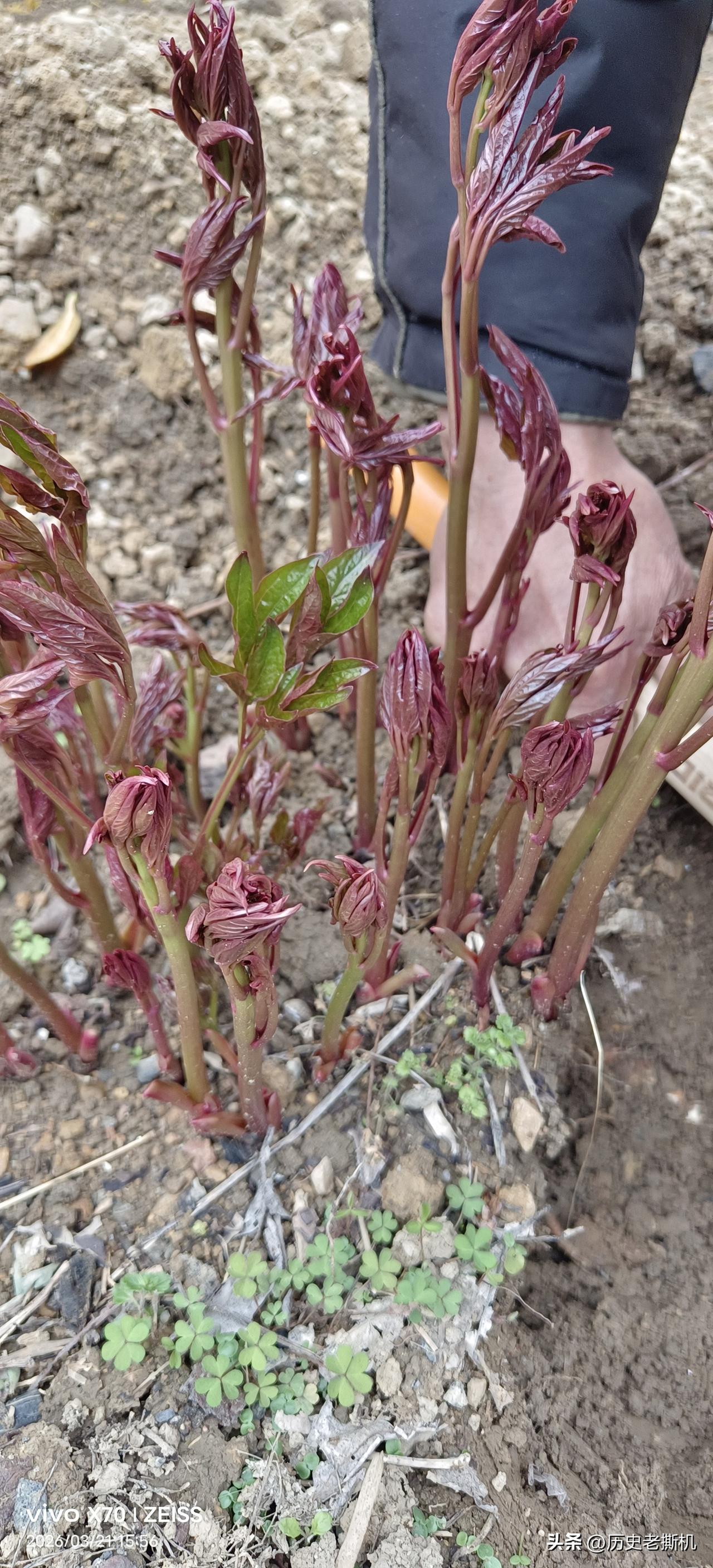 今年春天最想实现的心愿1.今年春天最想实现的心愿：家人平安顺遂，自己少些焦虑，多
