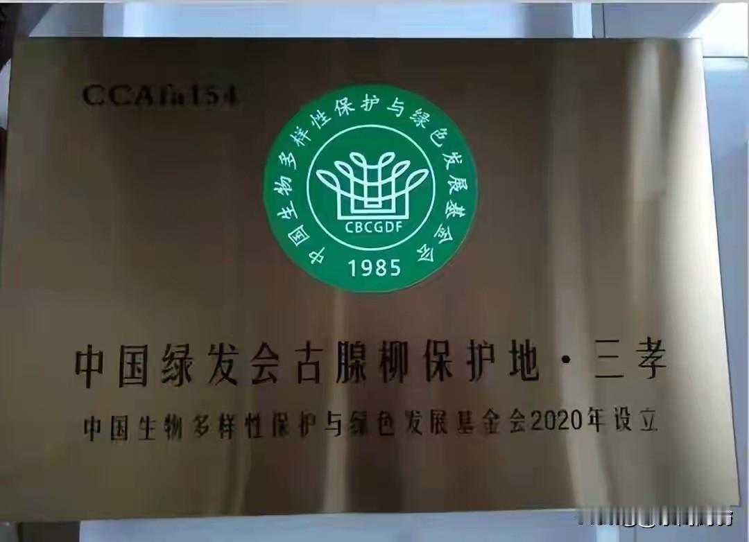 鹧鸪天·咏三孝村古腺柳
                符进朝
岸畔疏枝映浅滩，