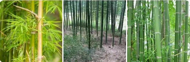 原来每个农村家庭都有无形财富没被发现，它们累加起来价值上万乃至好几十万，甚至可以