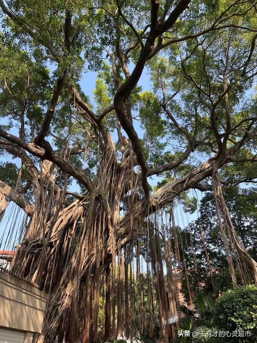 在我们家，过年拜办事向来没太多的繁琐讲究，简单又实在。小时候最深刻的记忆，就是年