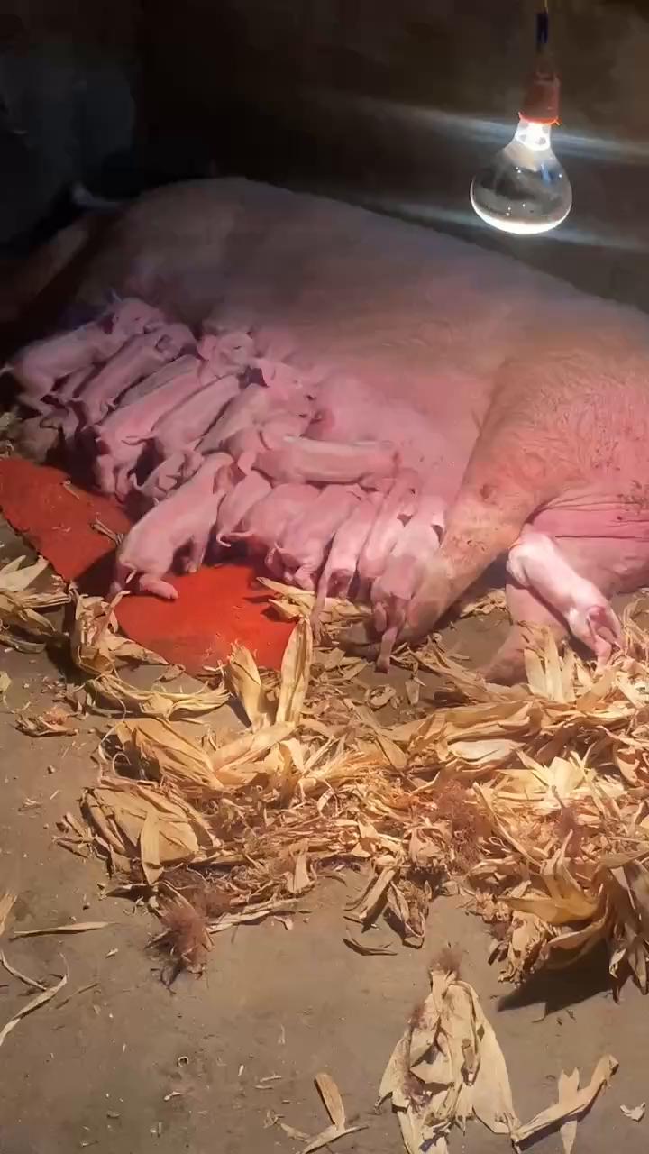 再弄两个大哥的酒，这盆给我拿过来，再给我回回，这可不是那脏东西。