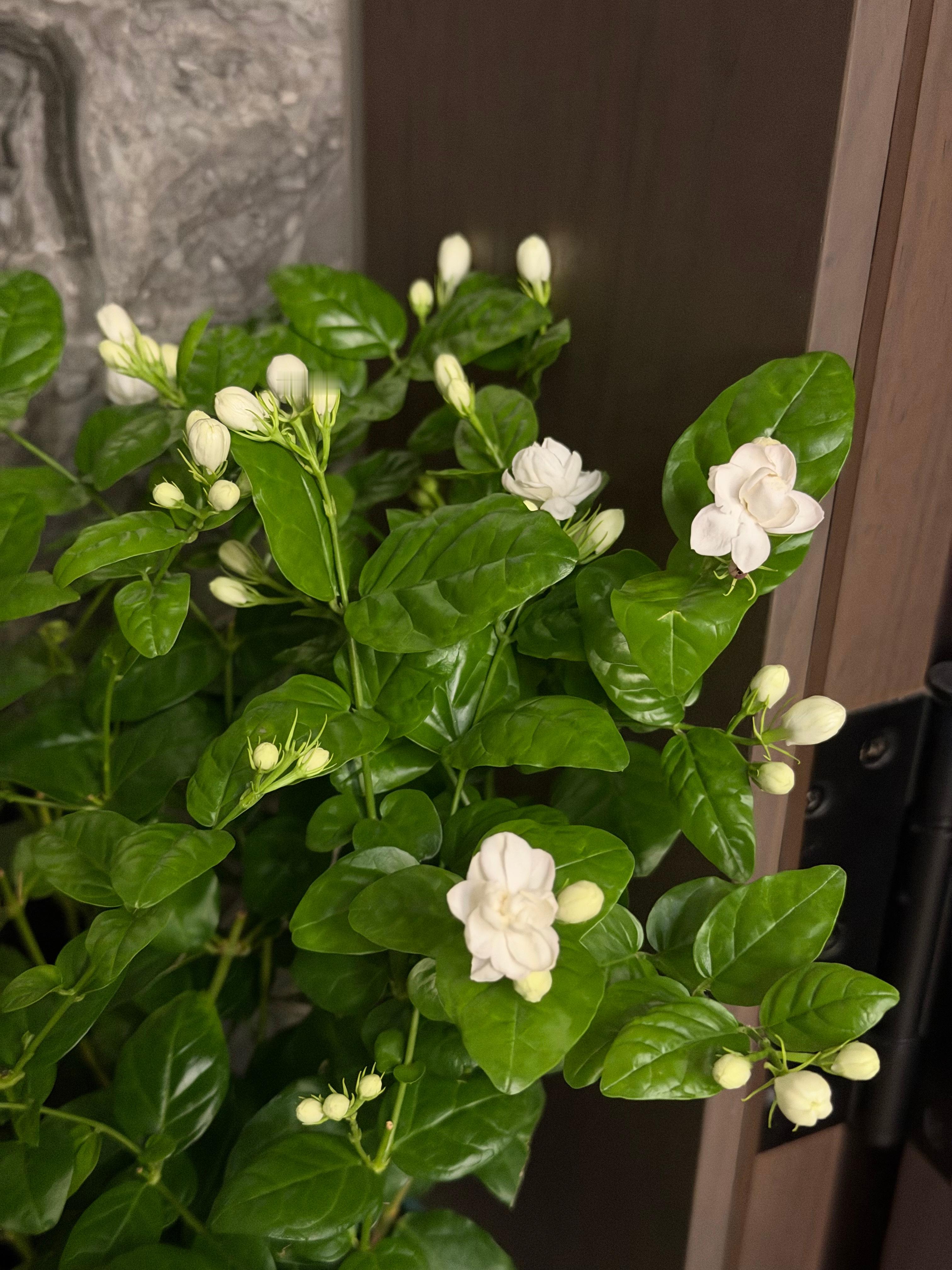 临海[超话] 茉莉花开了，很香 ​​​