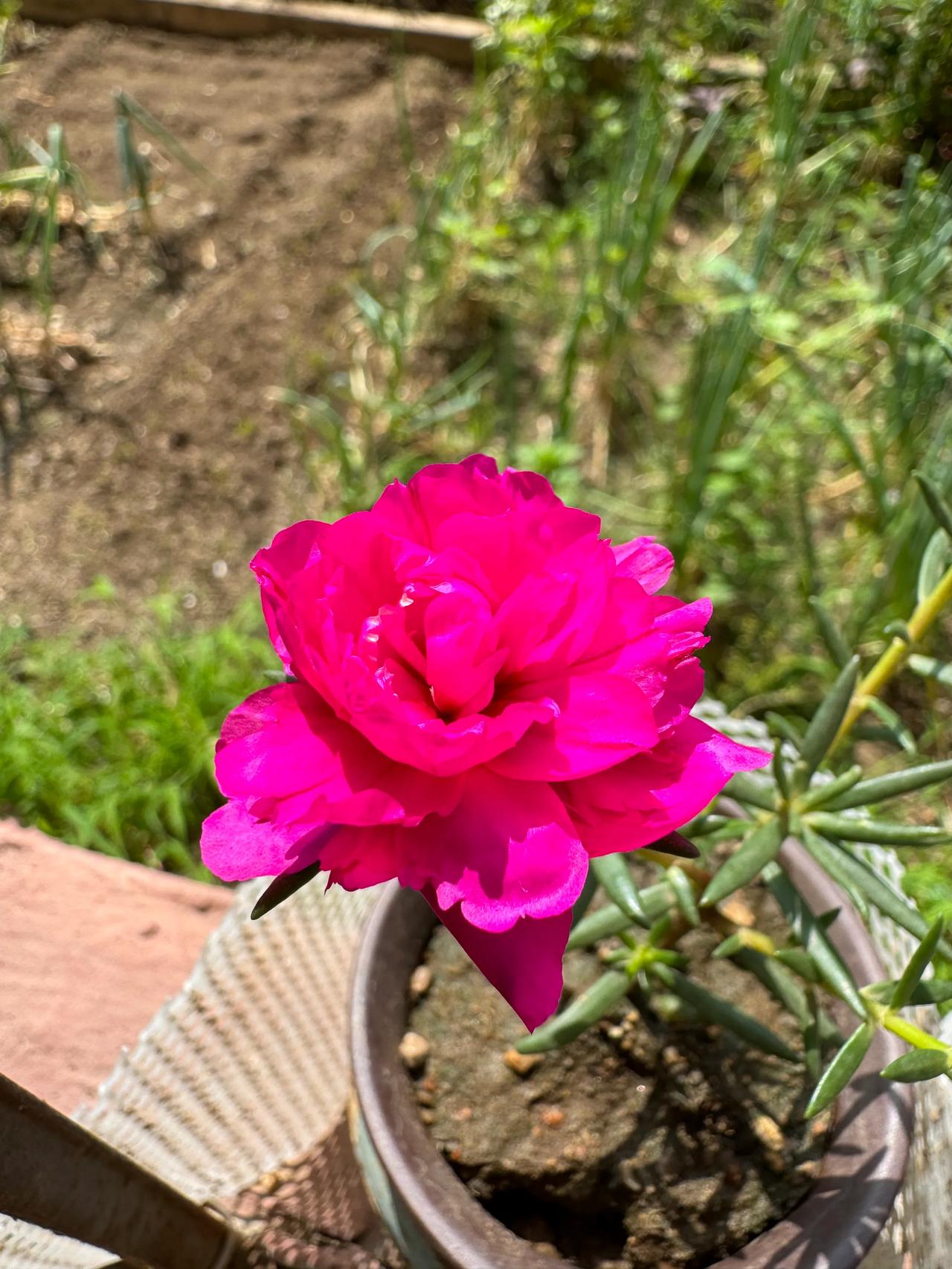 今日太阳花玫红王#随拍重瓣太阳花# #晒一晒培养的花#
