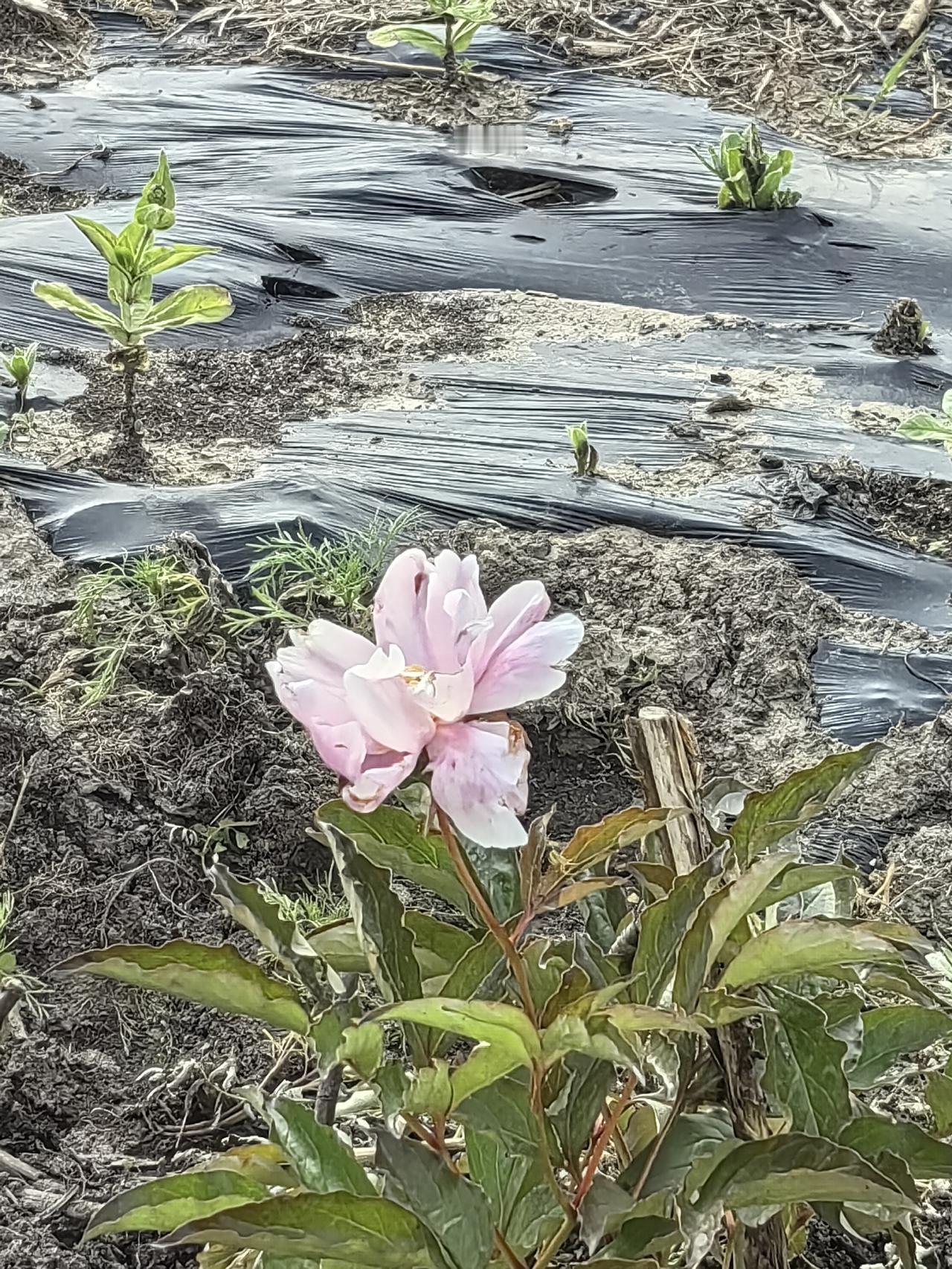 分享一张你拍的花，什么花都行高原上的一朵花，也不知道是啥名字，一色靓丽，傲然盛开