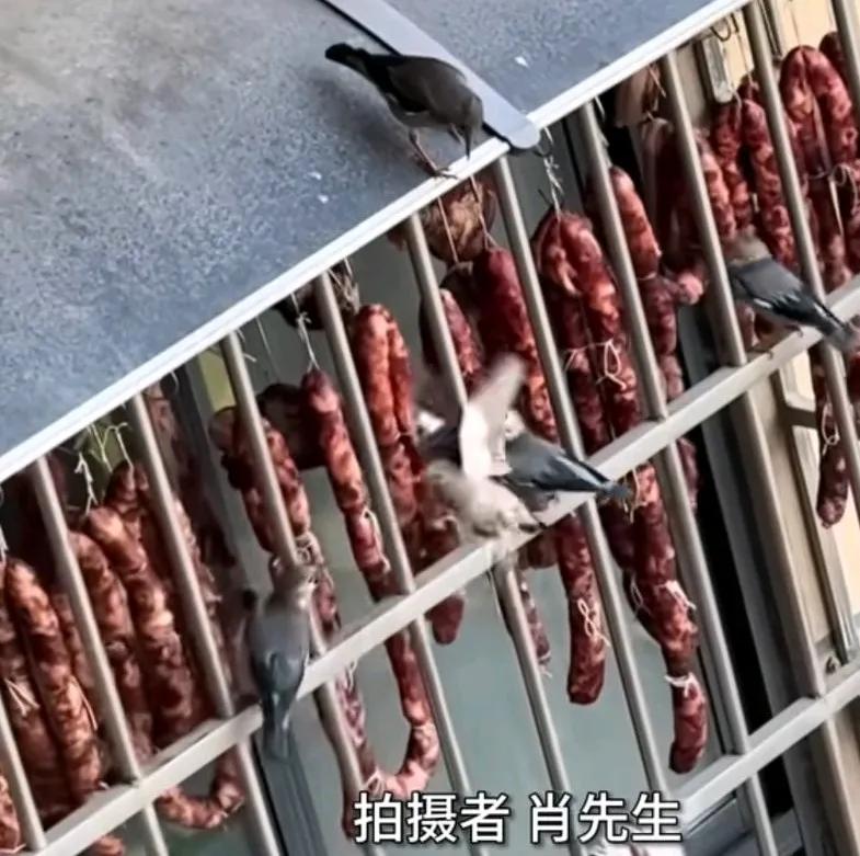 小鸟集体聚餐偷吃腊肠，可能是怕被主人发现，
一只鸟放哨很认真的观察四周，
或者说