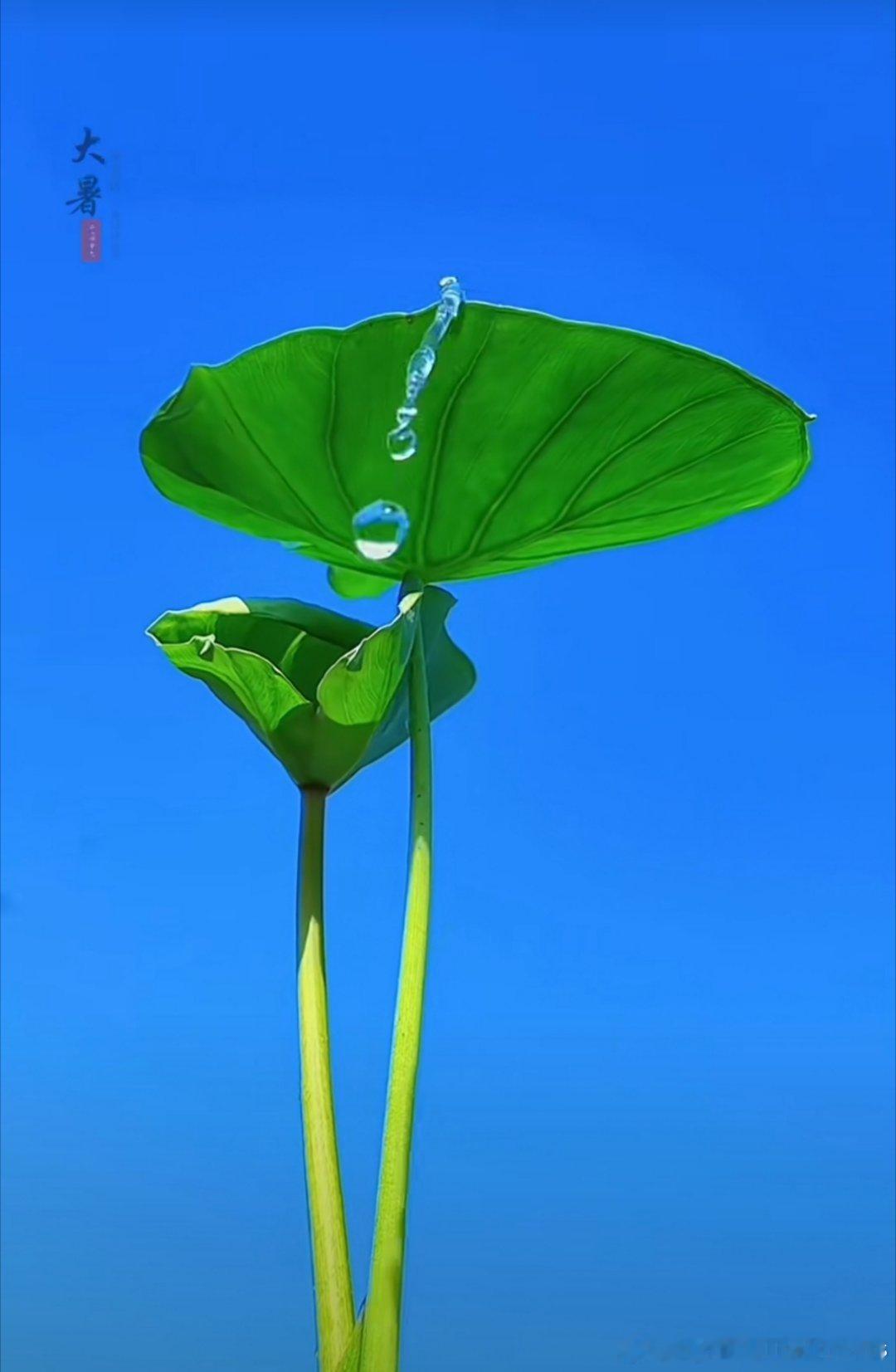 人以明德留世，荷以清芬动人，二者本是同源。             此生若能如荷