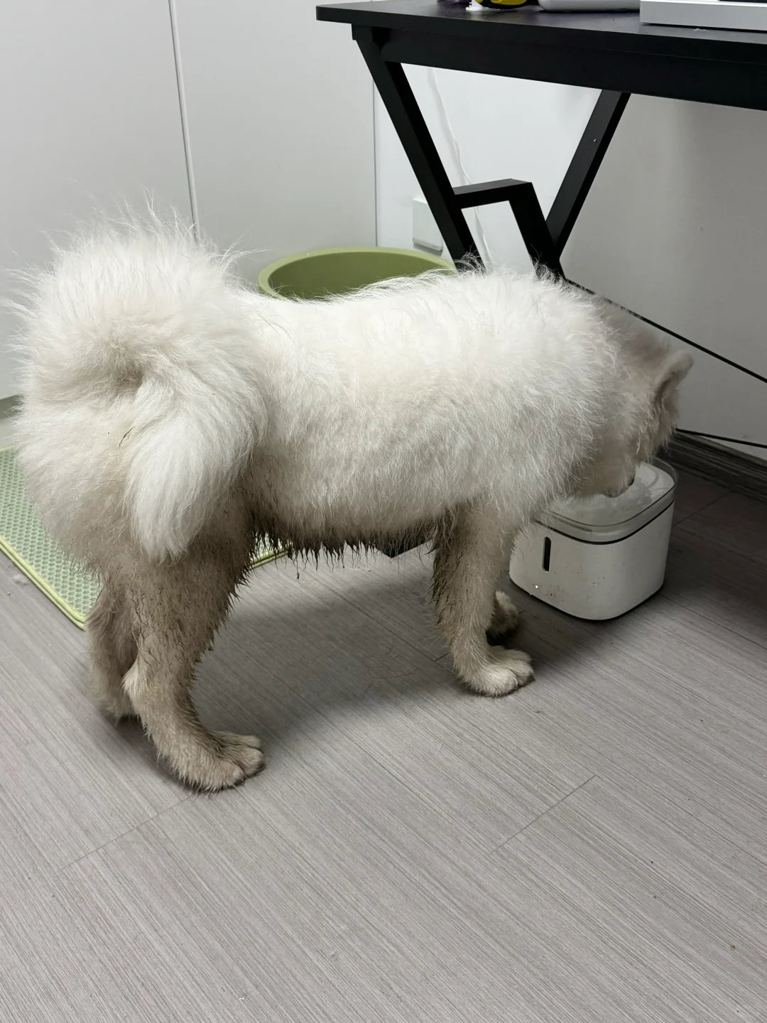 这世界真的有爱干净的萨摩耶吗？