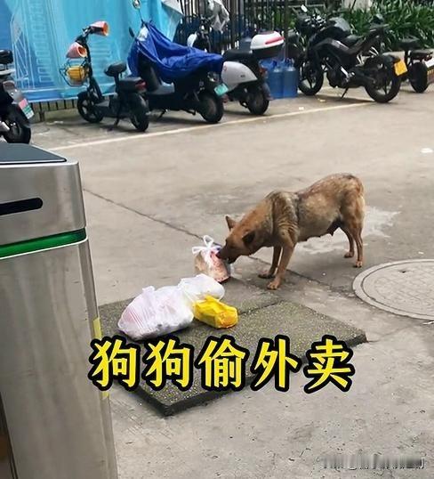 萌宠趣事：狗狗变身“外卖大盗”

近日，一只狗狗成了“外卖大盗”引发热议。画面中