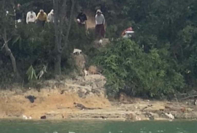 广东水库现千只死猫、放生实为杀生、猫血黑链成谜.
11月1日广东清远迎咀水库边，