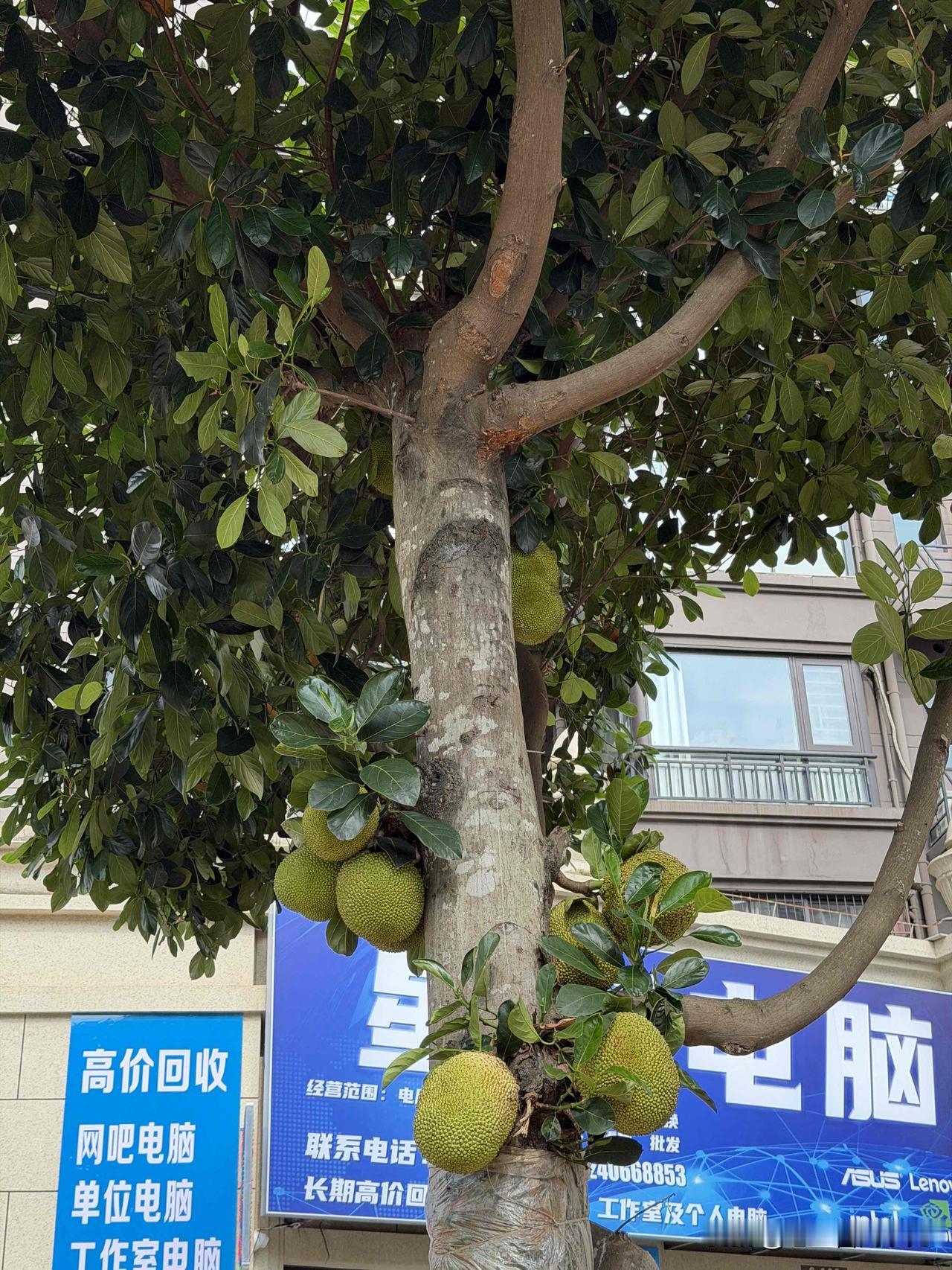 南宁绿化带，给外地的朋友看看[呲牙]

 绿化带