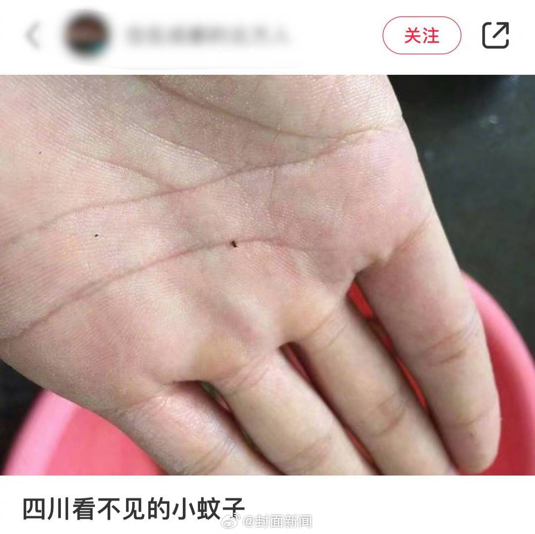 【#四川人都怕的咩咩蚊是什么#？[抓狂]】炎炎夏日，除了高温，还有一种“毫米级的