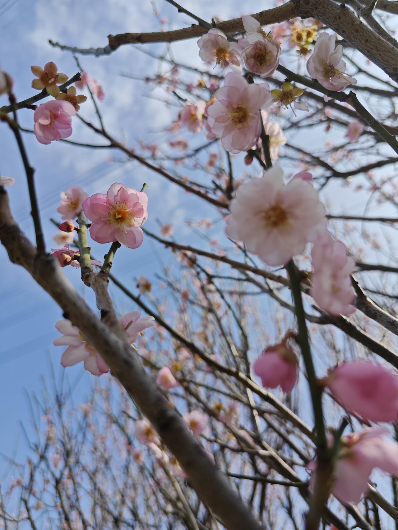 [途虫摄影]这两天，深圳市福田区梅林山公园的梅园很火爆，弹丸之地，每天有几万人去
