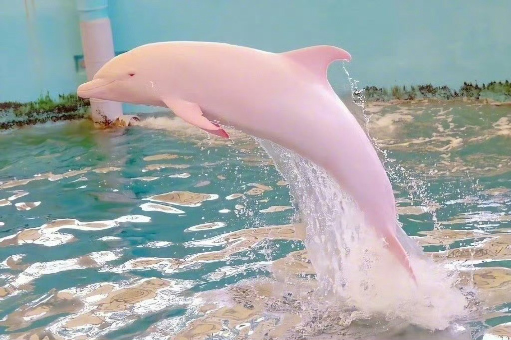 点赞这条粉色海豚好运马上爆棚 
