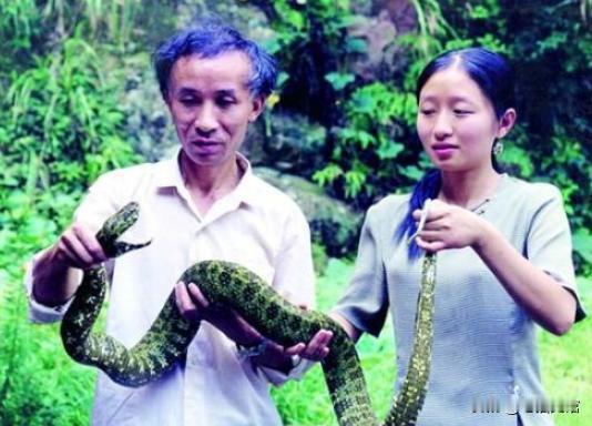 一条蛇竟然价值百万!1984年，湖南宜章县葬山林区的一位职工抓到一条从没见过的蛇