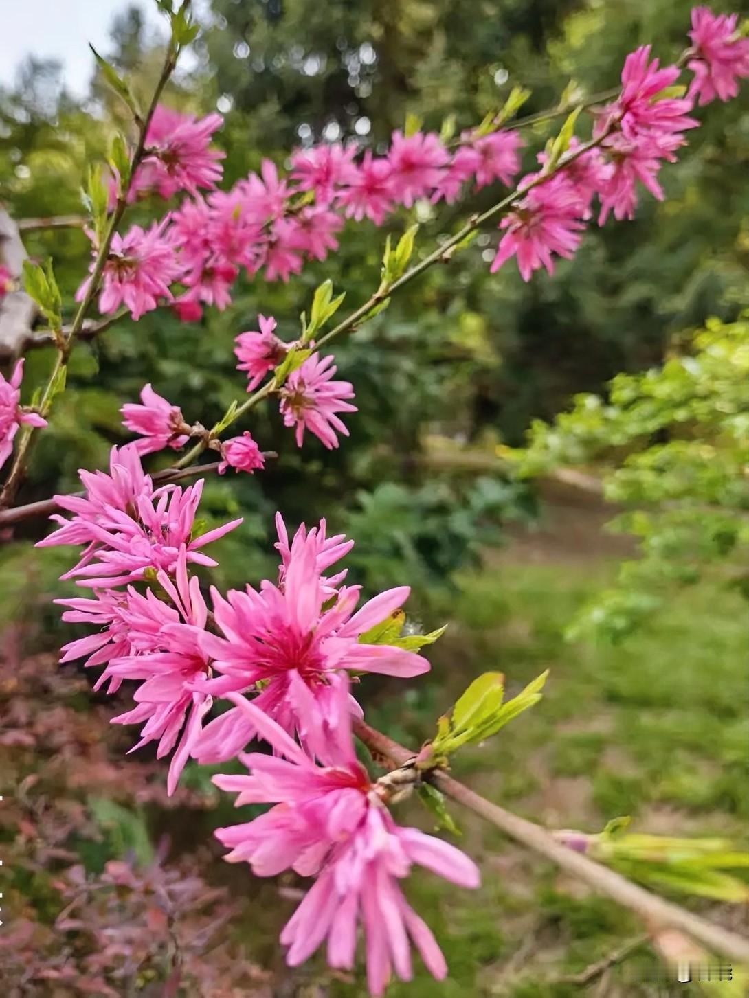 最近拍花，发图片较多，流量却少的可怜。
为了几百加油包去做任务，发些质量欠佳的小