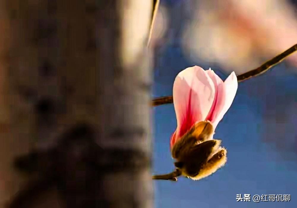 明媚阳光，嫩嫩春色，一景探春好！