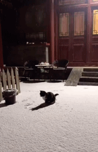 喜欢玩雪的猫咪，好治愈的场景呀！