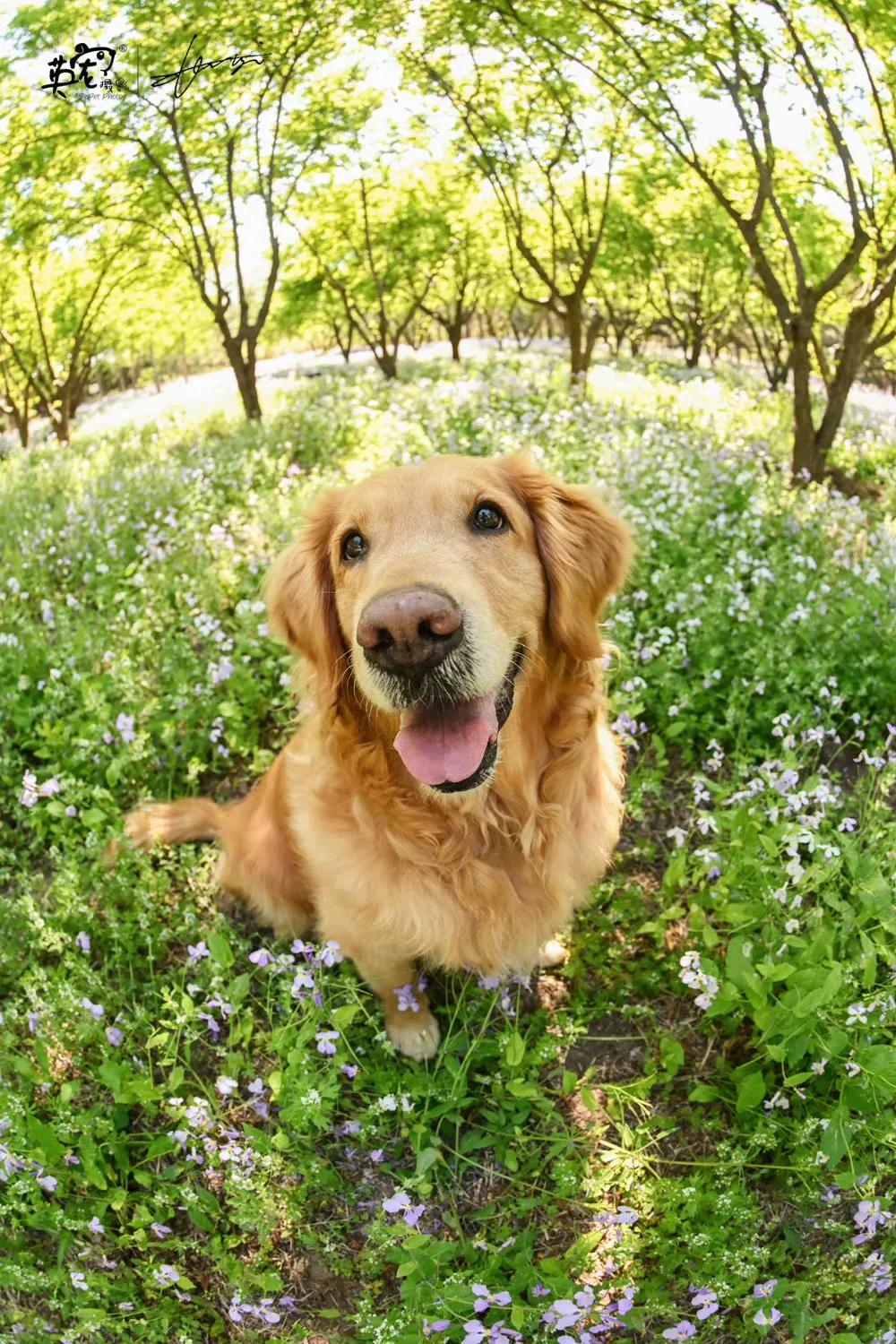微笑四连，今天的快乐是金大毛给的！😘
