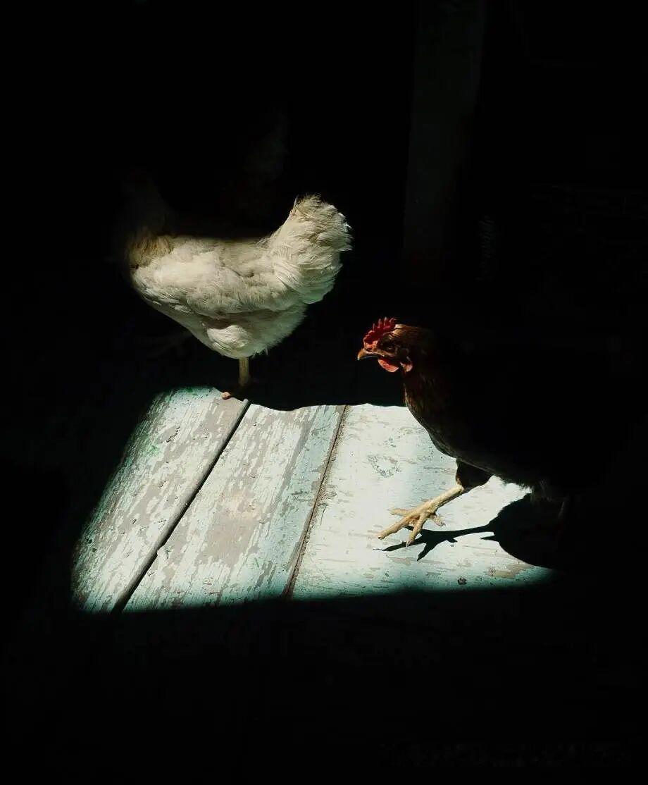 浓烈的色彩 
摄影师：Jack Davison
