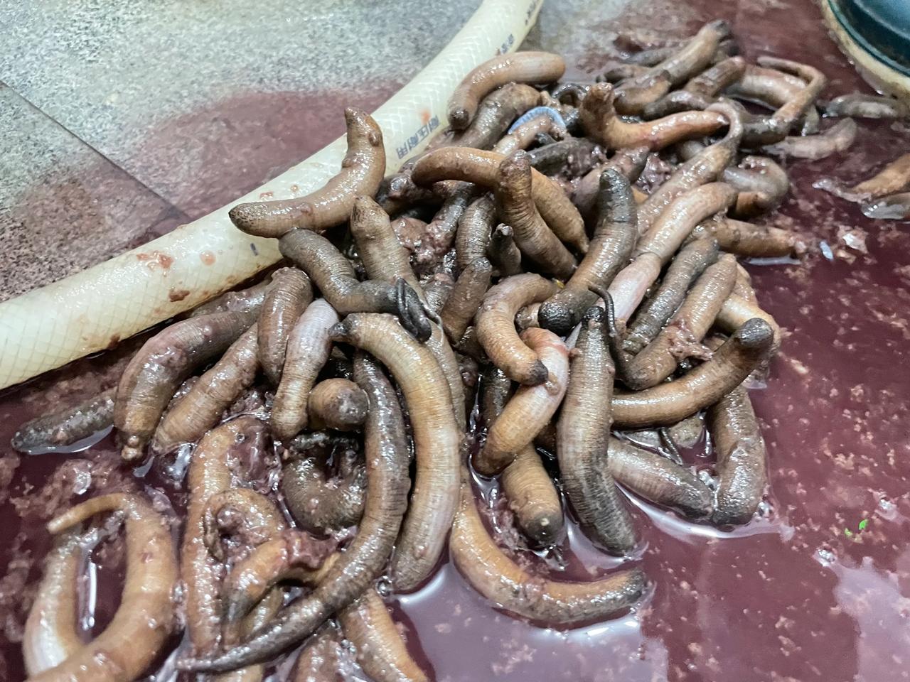 真的想打消大家对土笋冻的偏见，拍了制作过程后，其实也没那么怕了，虽形似虫，但更似