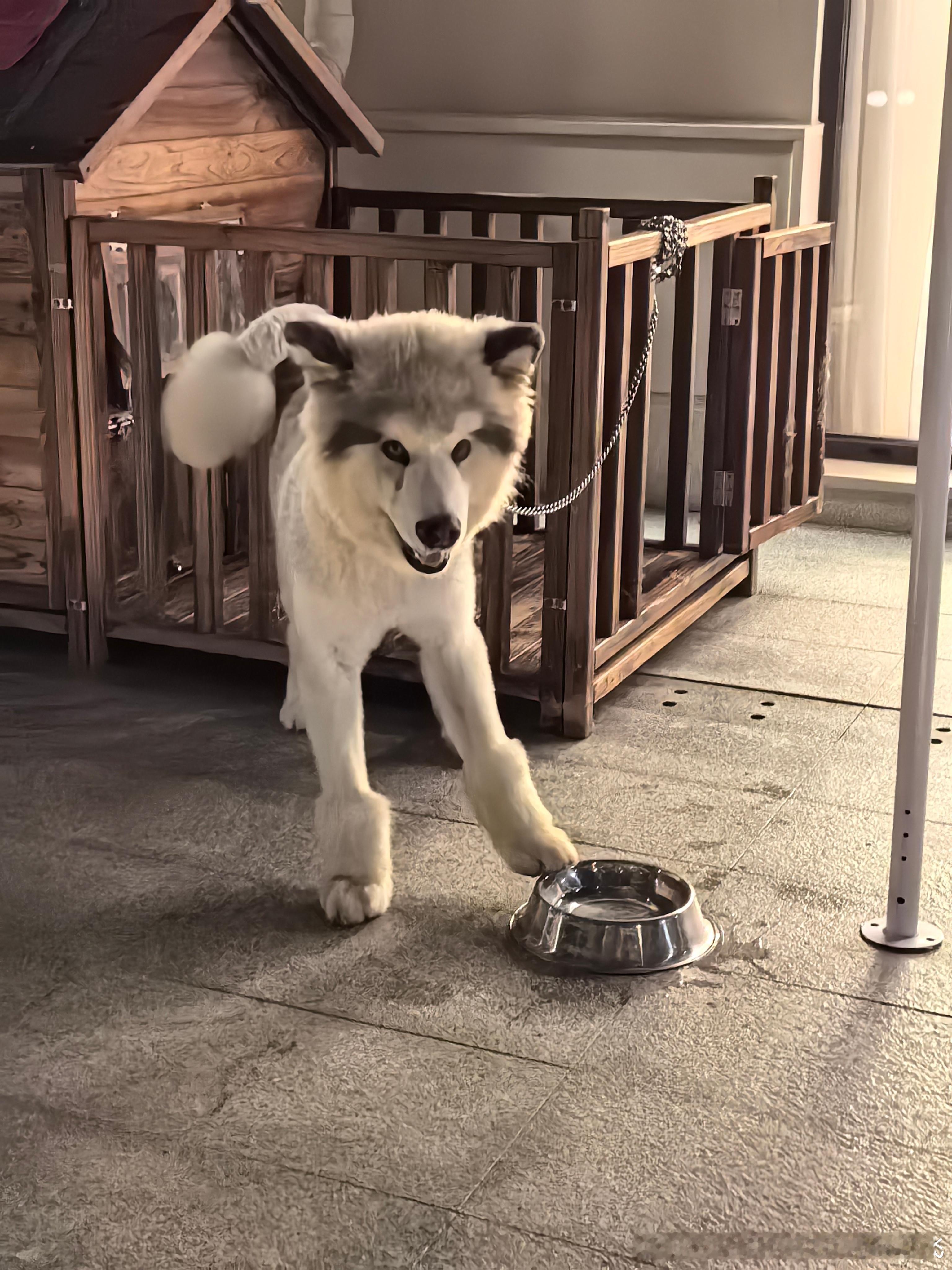 狗可以咬人！但人不能咬狗！ ​​​