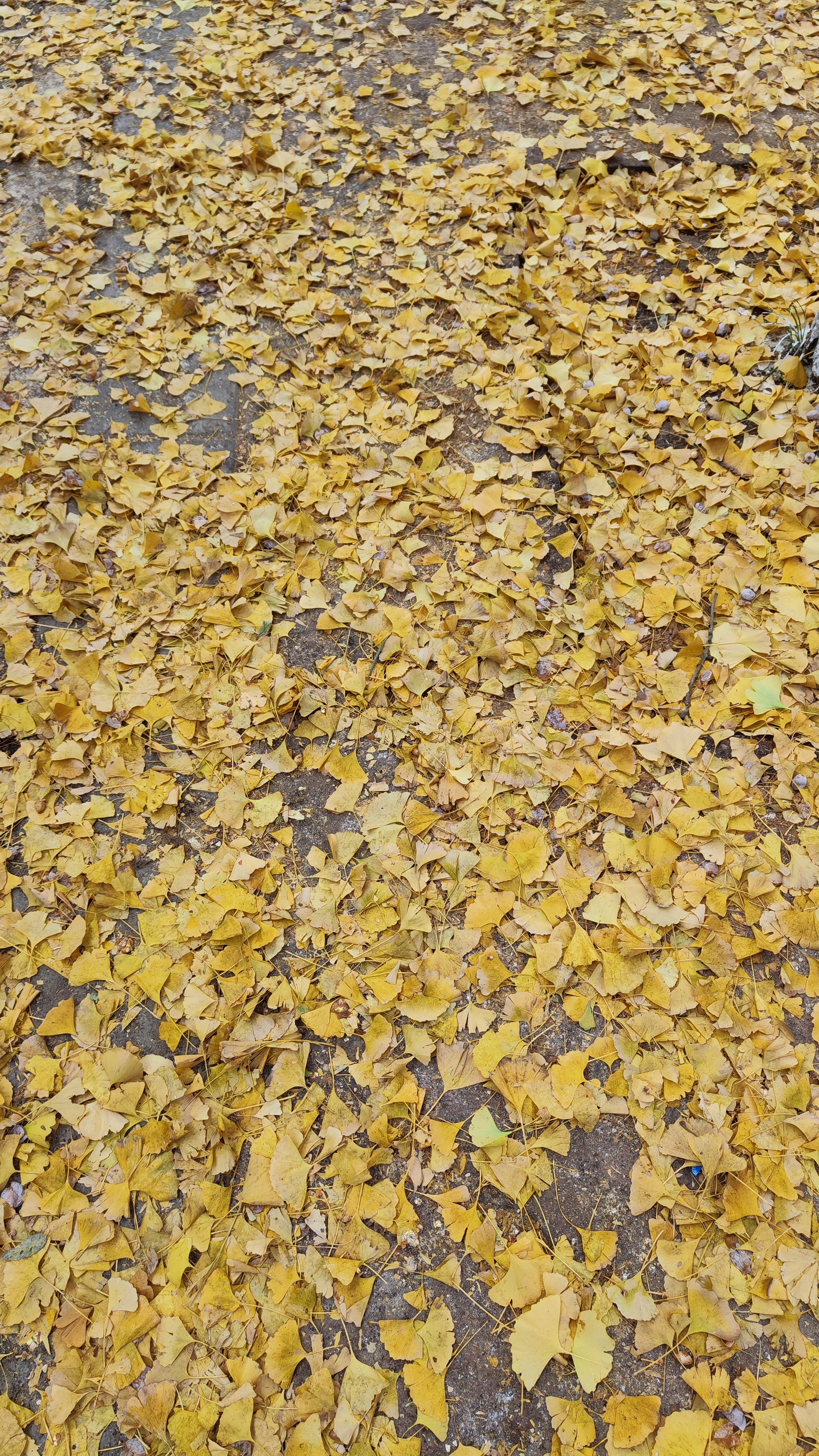 一张很美但是自带味道的照片，我总算理解北方朋友的感受了 