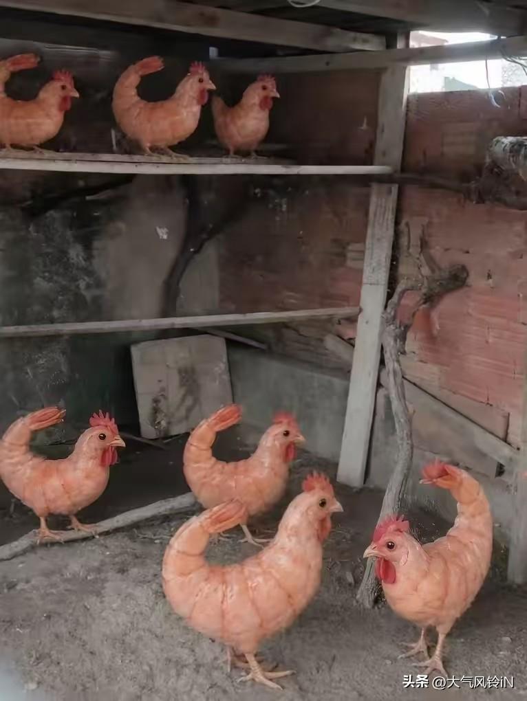 这种鸡您见过吗？据说这是一种名叫龙虾鸡的品种，鸡肉吃起来就是虾肉的味道，不知产自