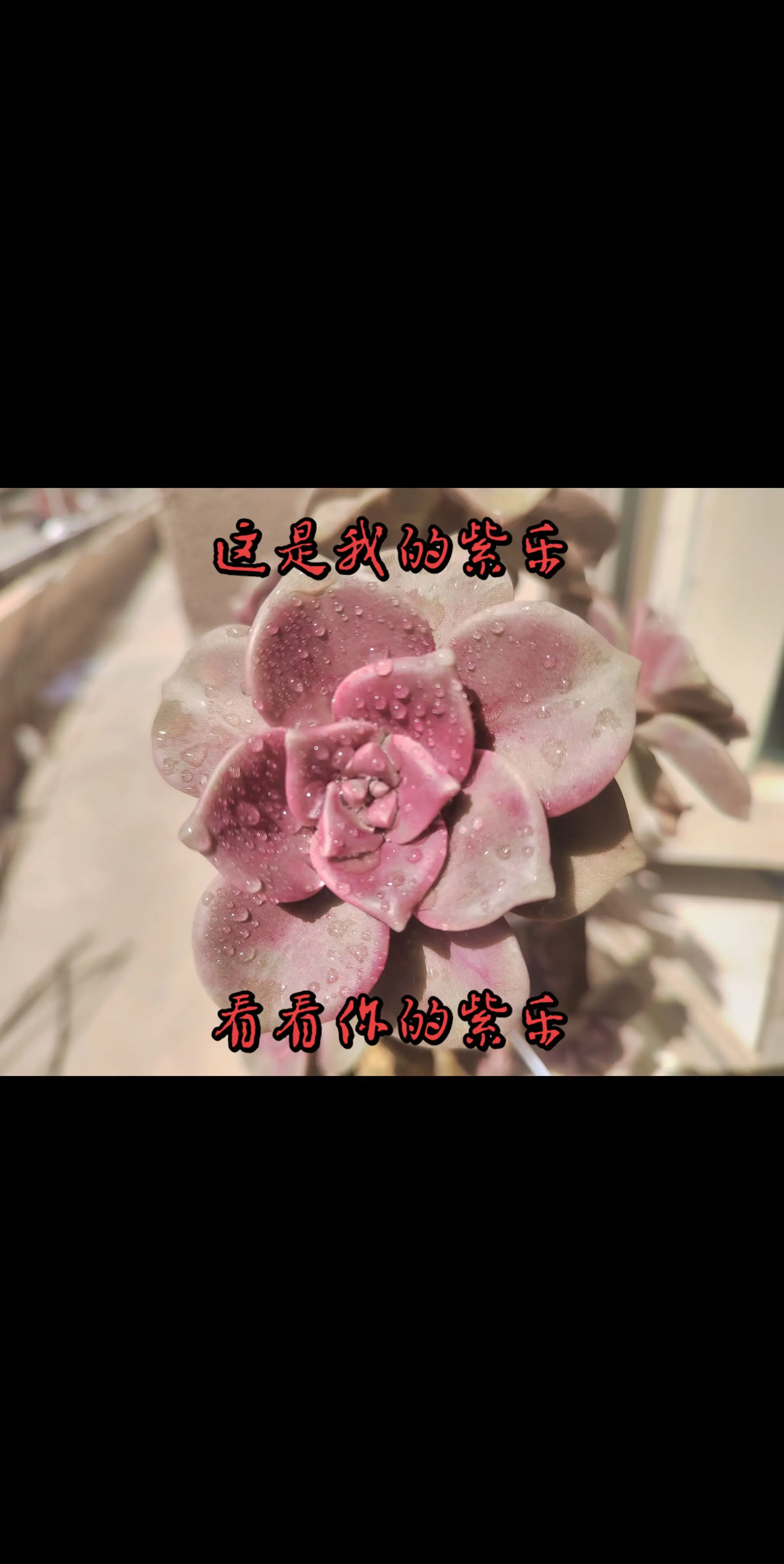你不养多肉，不知道养多肉有多好！