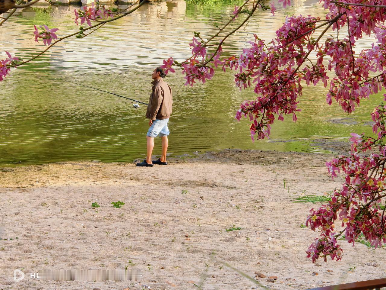 华为Pura80ultra的十倍定焦出片了，观澜河的钓鱼人，在木棉花下钓鱼的大哥