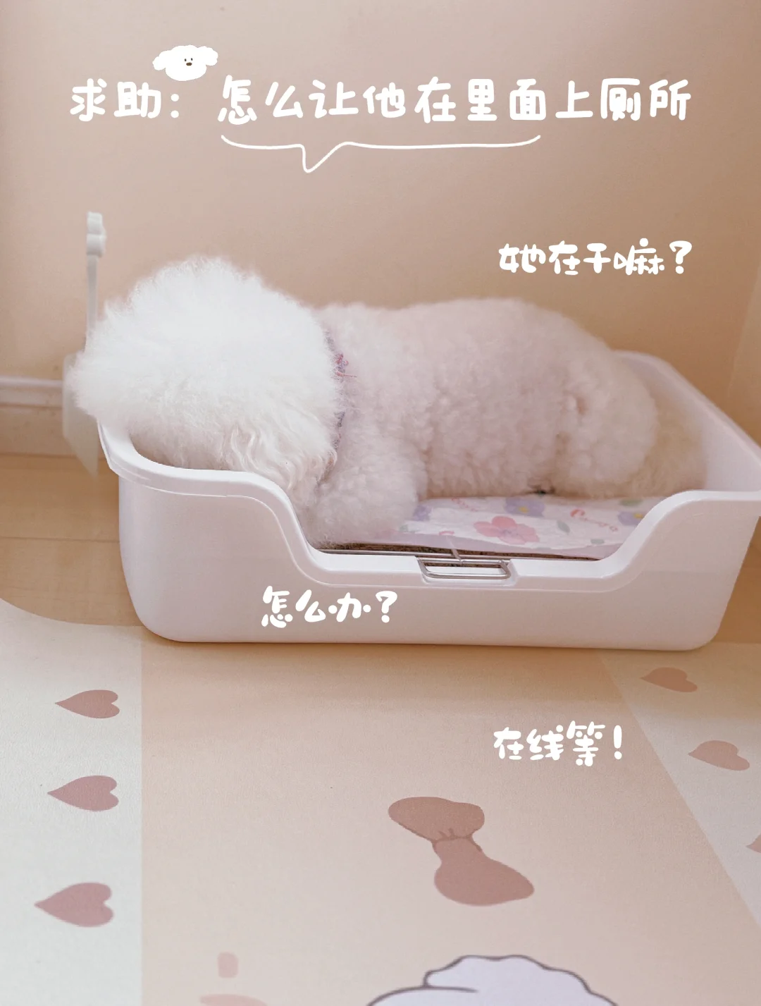 求助：尿片换猫砂盆怎么让她接受上厕所