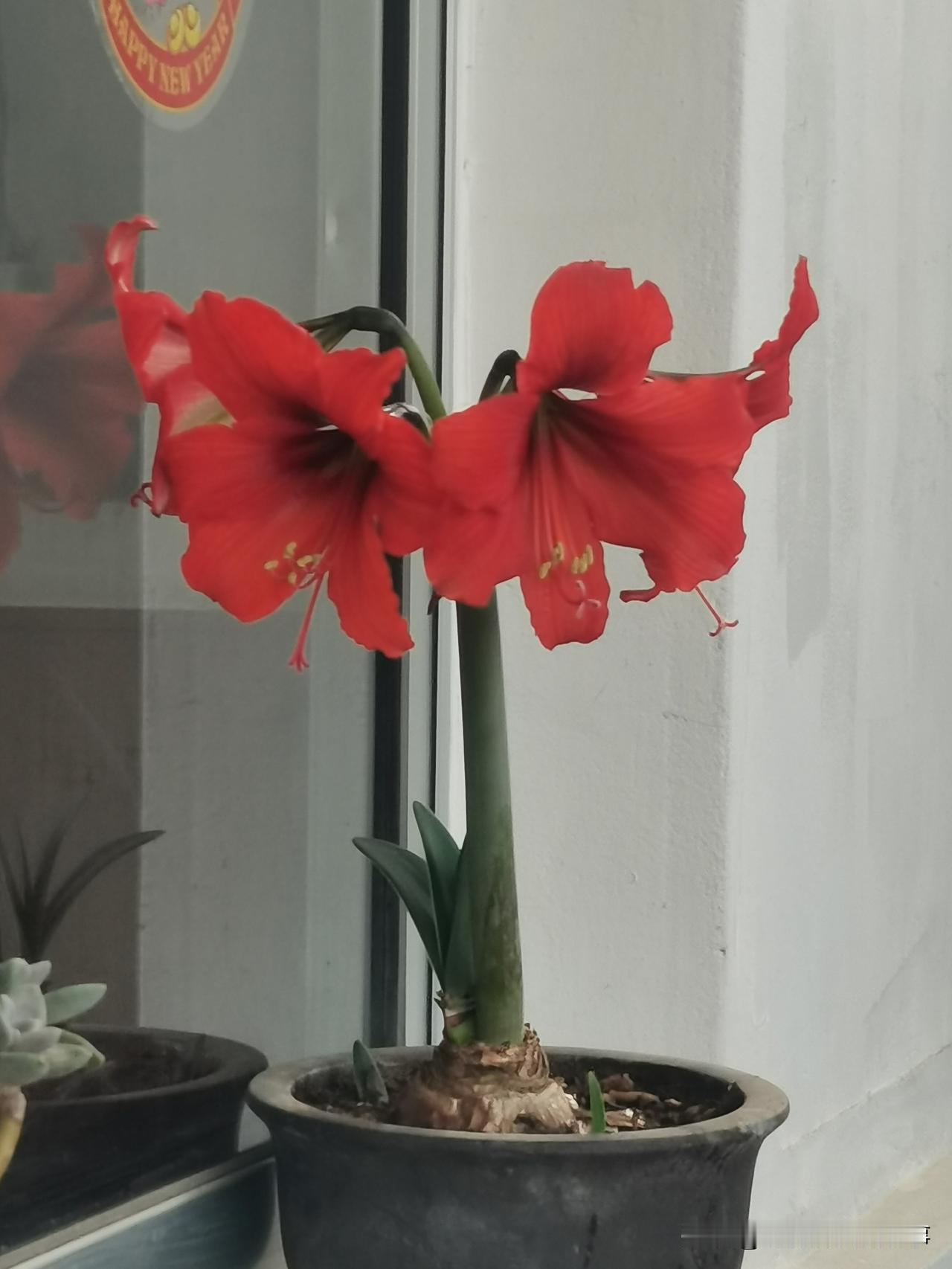 威海今天终于下雨啦！
老天爷还是会当，知道农民朋友都盼着下雨，因为好种花生了！